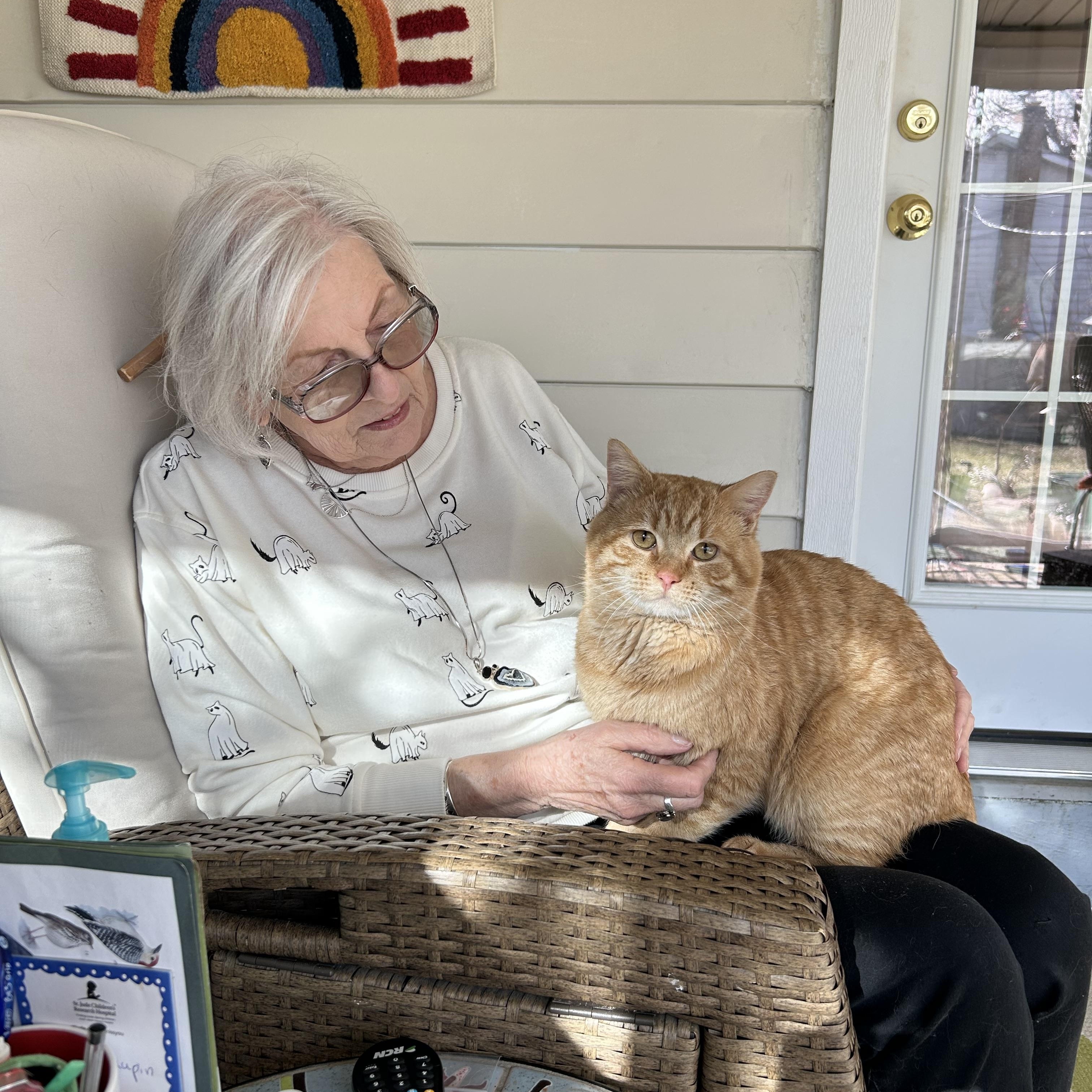 Enlarge Klaus-located in the west end of Allentown, a Adopted Domestic Short Hair in Glen Lyon, PA image 4/6
