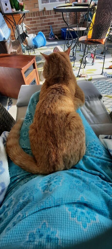 Enlarge Klaus-located in the west end of Allentown, a Adopted Domestic Short Hair in Glen Lyon, PA image 5/6