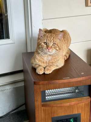 Enlarge Klaus-located in the west end of Allentown, a Adopted Domestic Short Hair in Glen Lyon, PA image 6/6