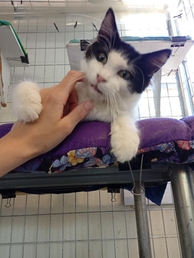 Ace, Adopted, Adult Male Domestic Medium Hair.