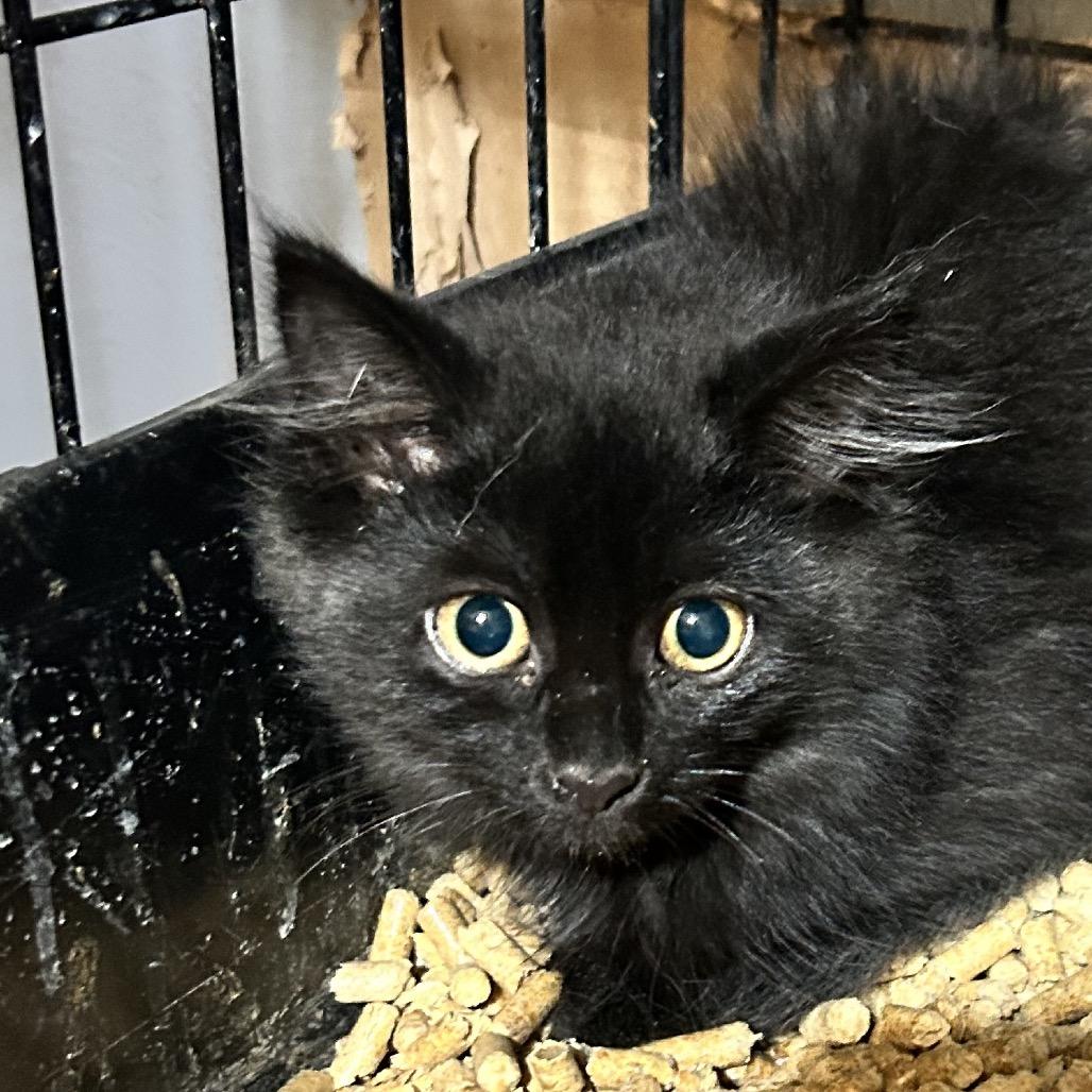 Enlarge Georgie, a Adoptable Domestic Medium Hair in Irwin, PA image 1/1