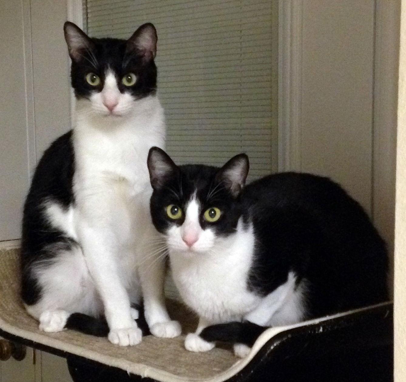 Enlarge Blair, a Adopted Tuxedo in Alvin, TX image 2/6