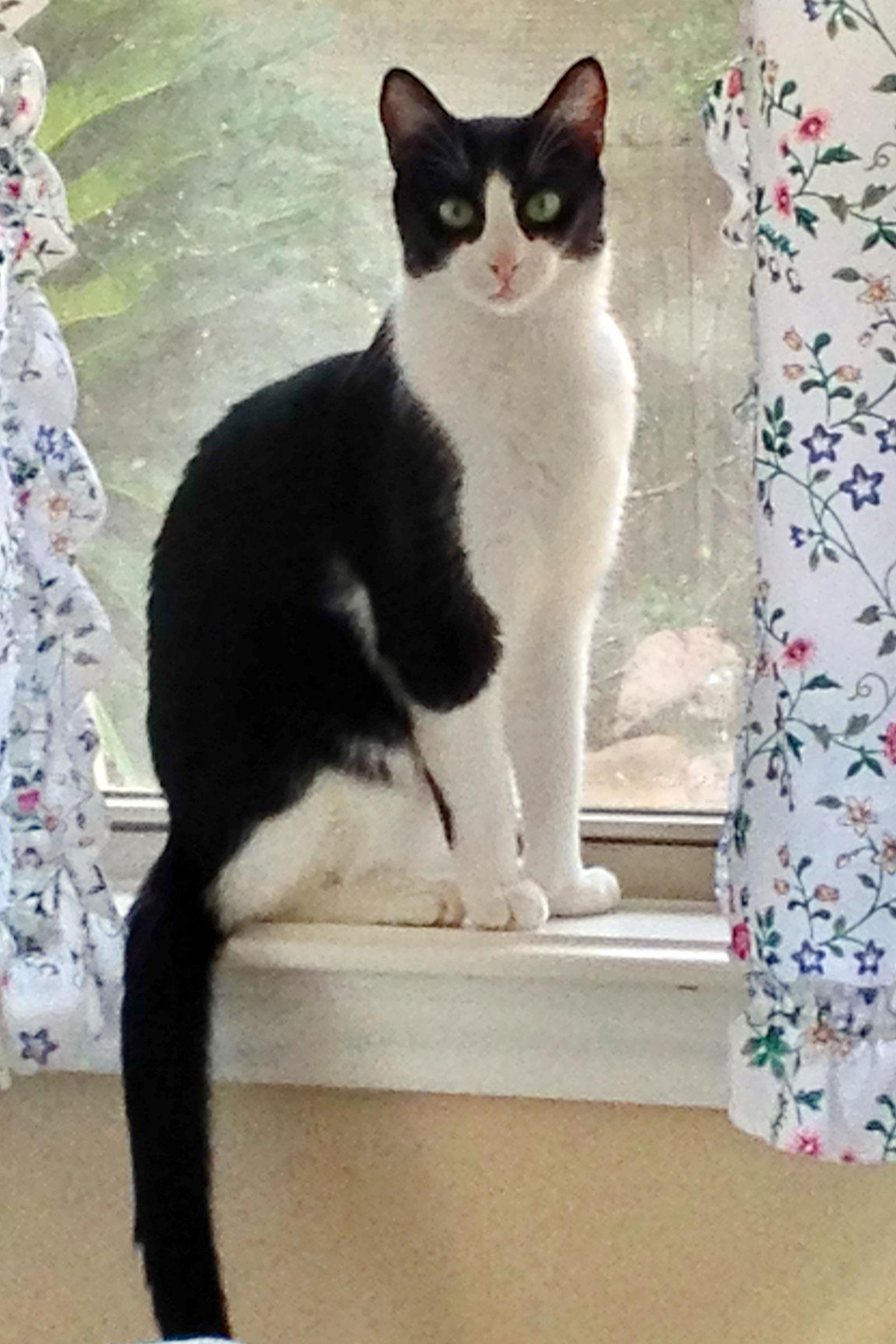 Enlarge Blair, a Adopted Tuxedo in Alvin, TX image 3/6