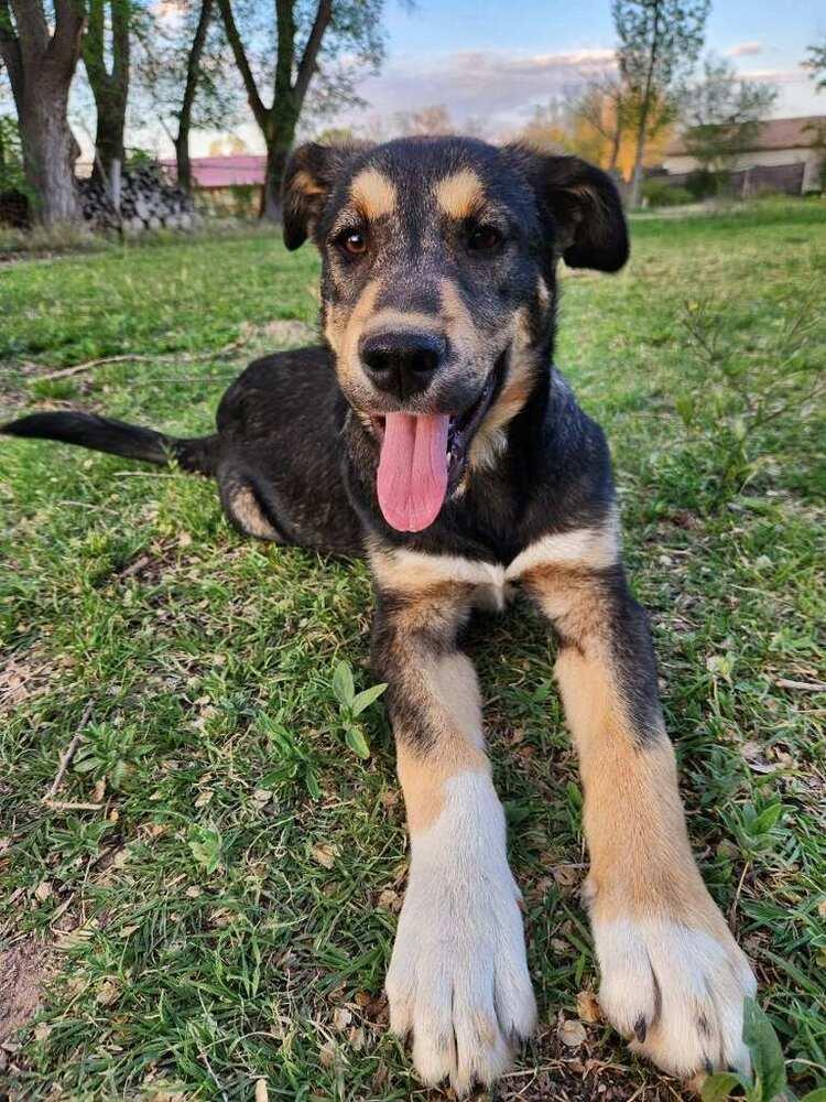 Bucky Shep #6 -5655, a Adoptable mixed breed in Los Lunas, NM image 2/5