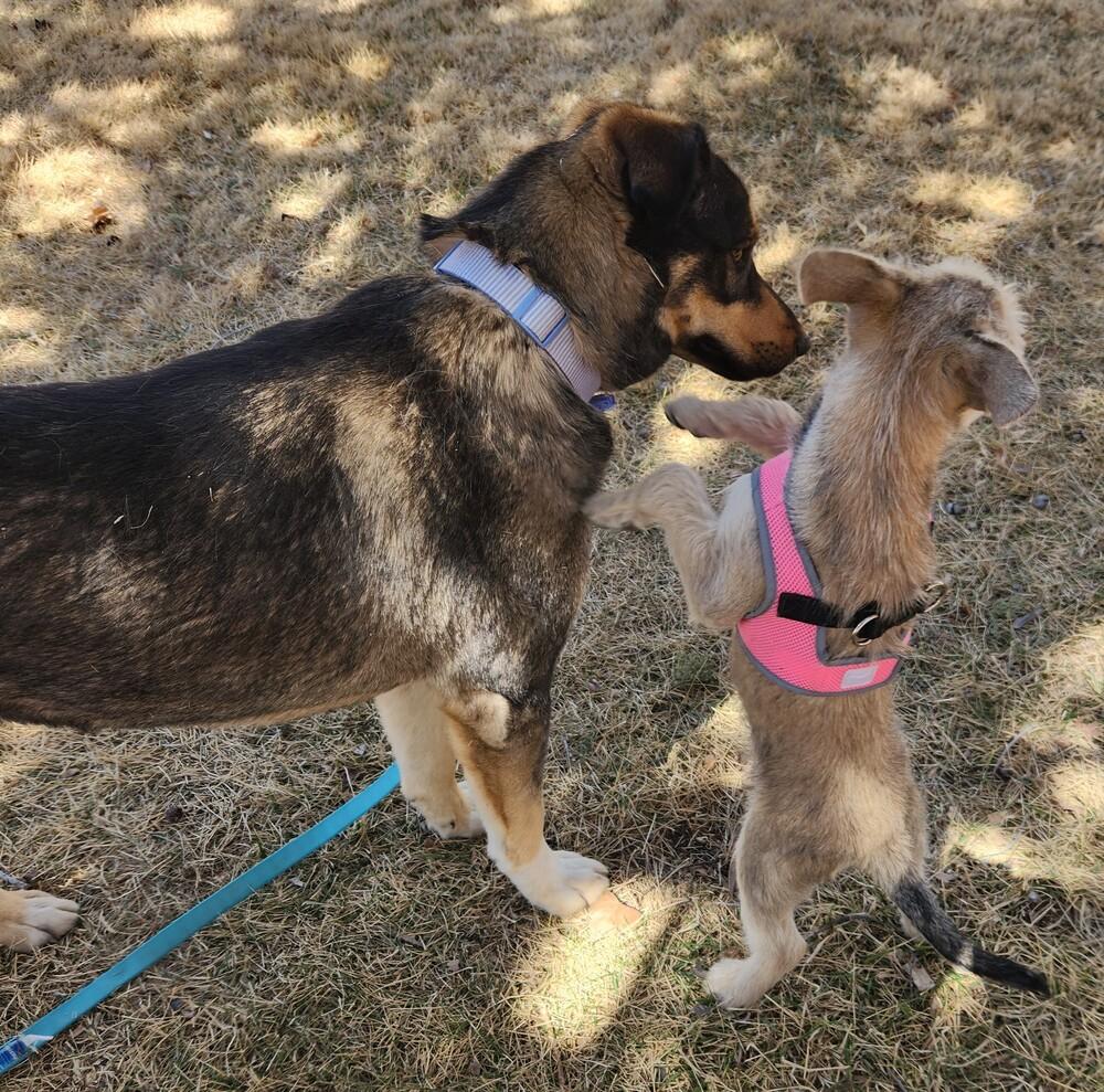 Bucky Shep #6 -5655, a Adoptable mixed breed in Los Lunas, NM image 3/5