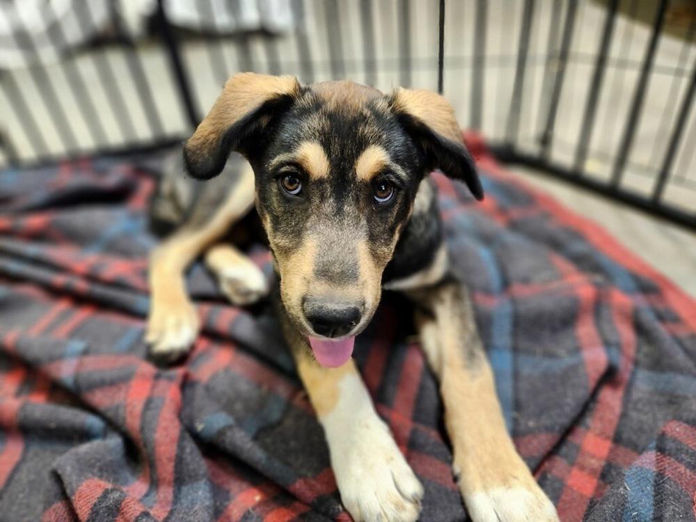 Bucky Shep #6 -5655, a Adoptable mixed breed in Los Lunas, NM image 5/5