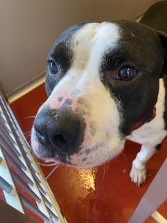 Lane, Adult Male Pit Bull Terrier