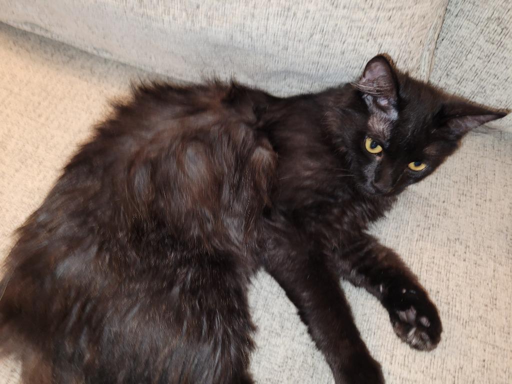 Enlarge Ransom22F, a Adoptable mixed breed in Youngsville, NC image 2/3