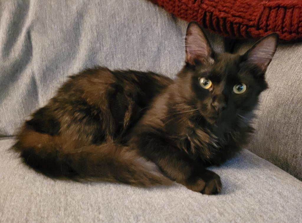 Ransom22F, a Adoptable mixed breed in Youngsville, NC image 2/3