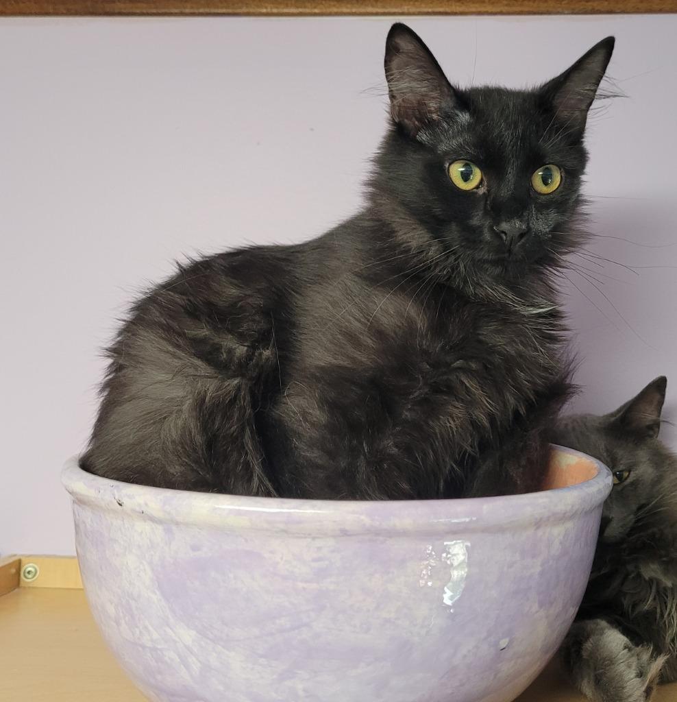 Enlarge Ransom22F, a Adoptable mixed breed in Youngsville, NC image 3/3