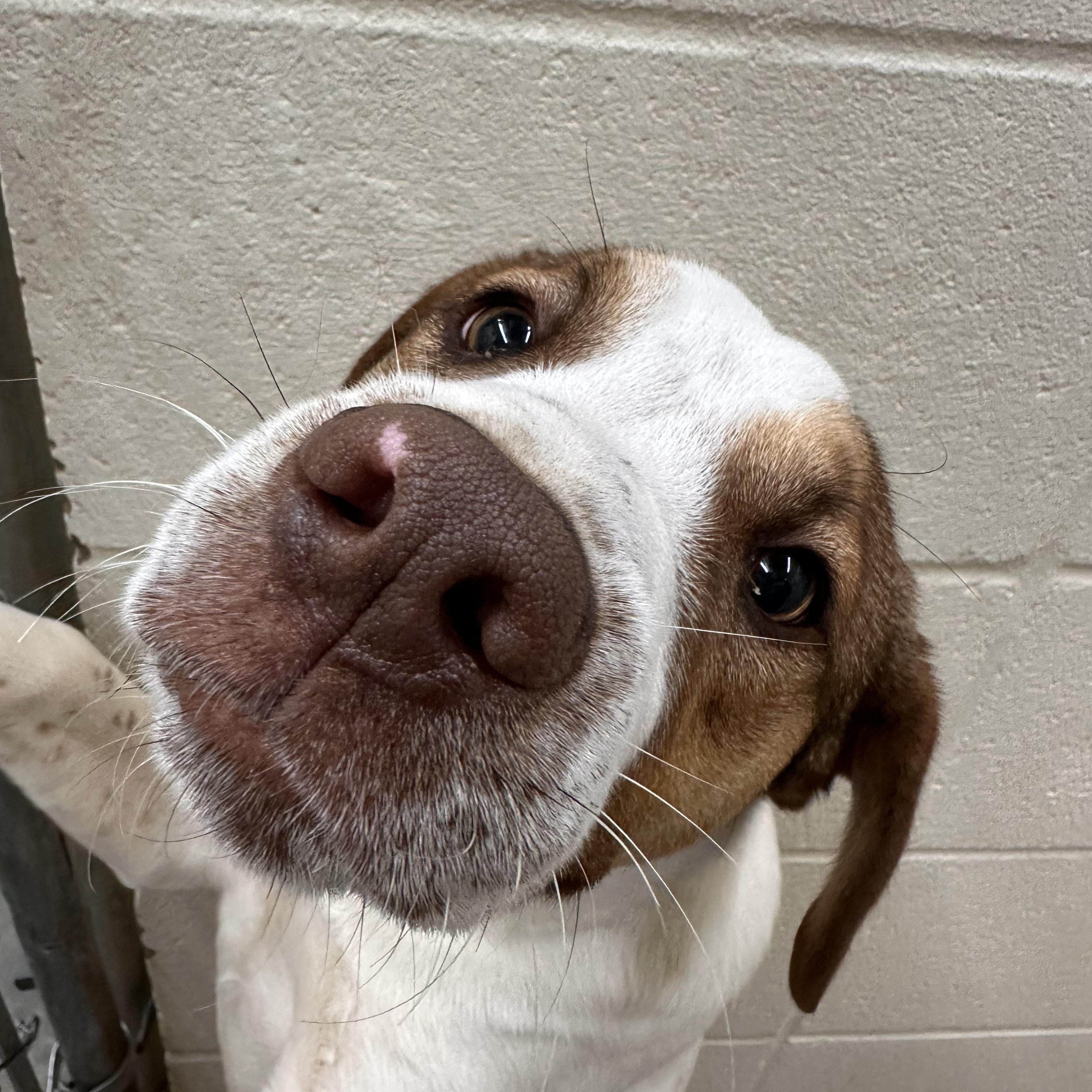 Tobias Terrific thumbnail 2