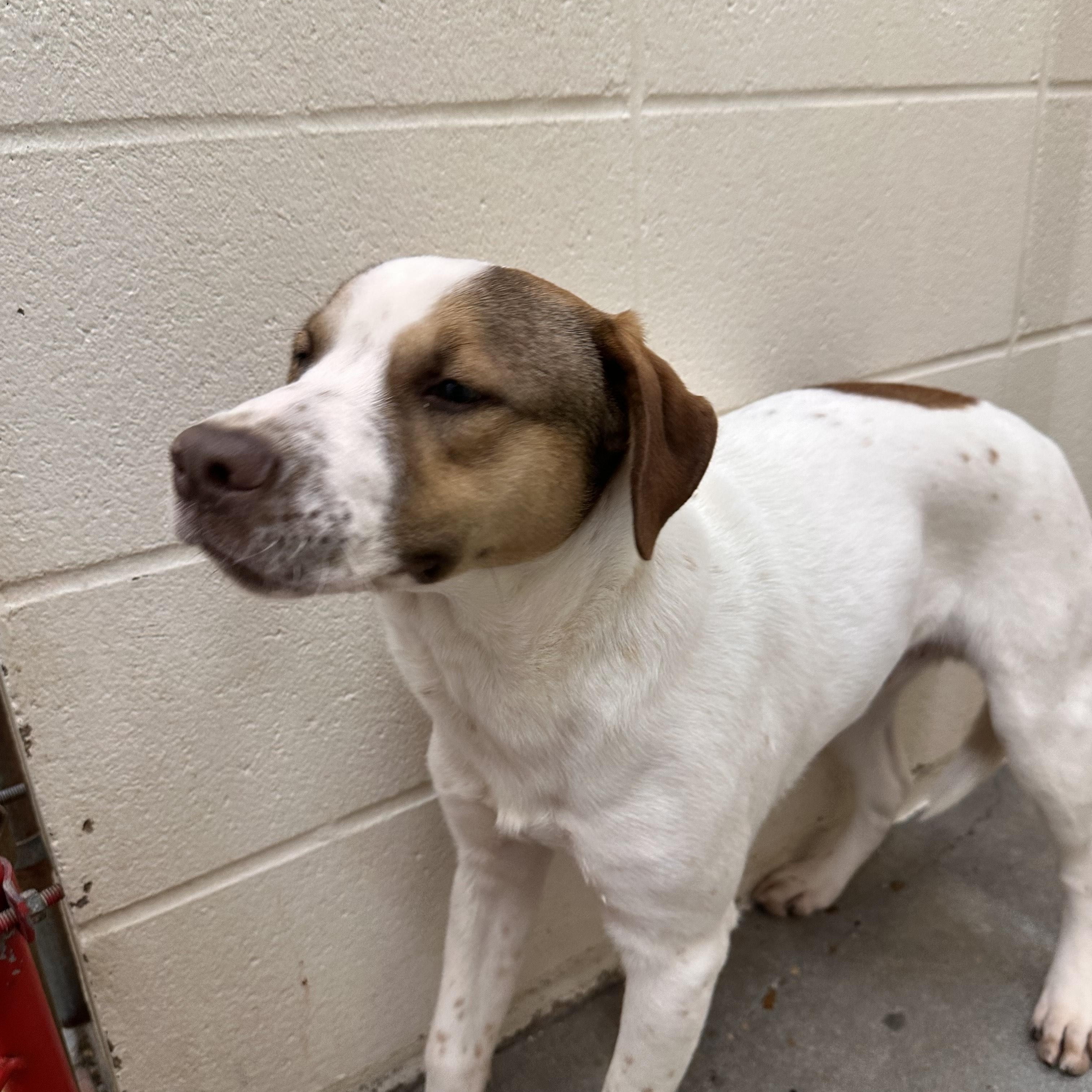 Tobias Terrific thumbnail 4