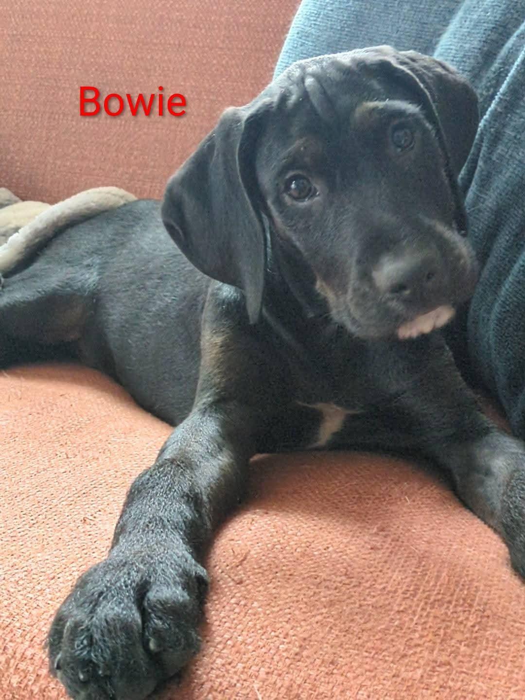 Bowie, ADOPTABLE, Puppy Male Standard Poodle & Boxer.