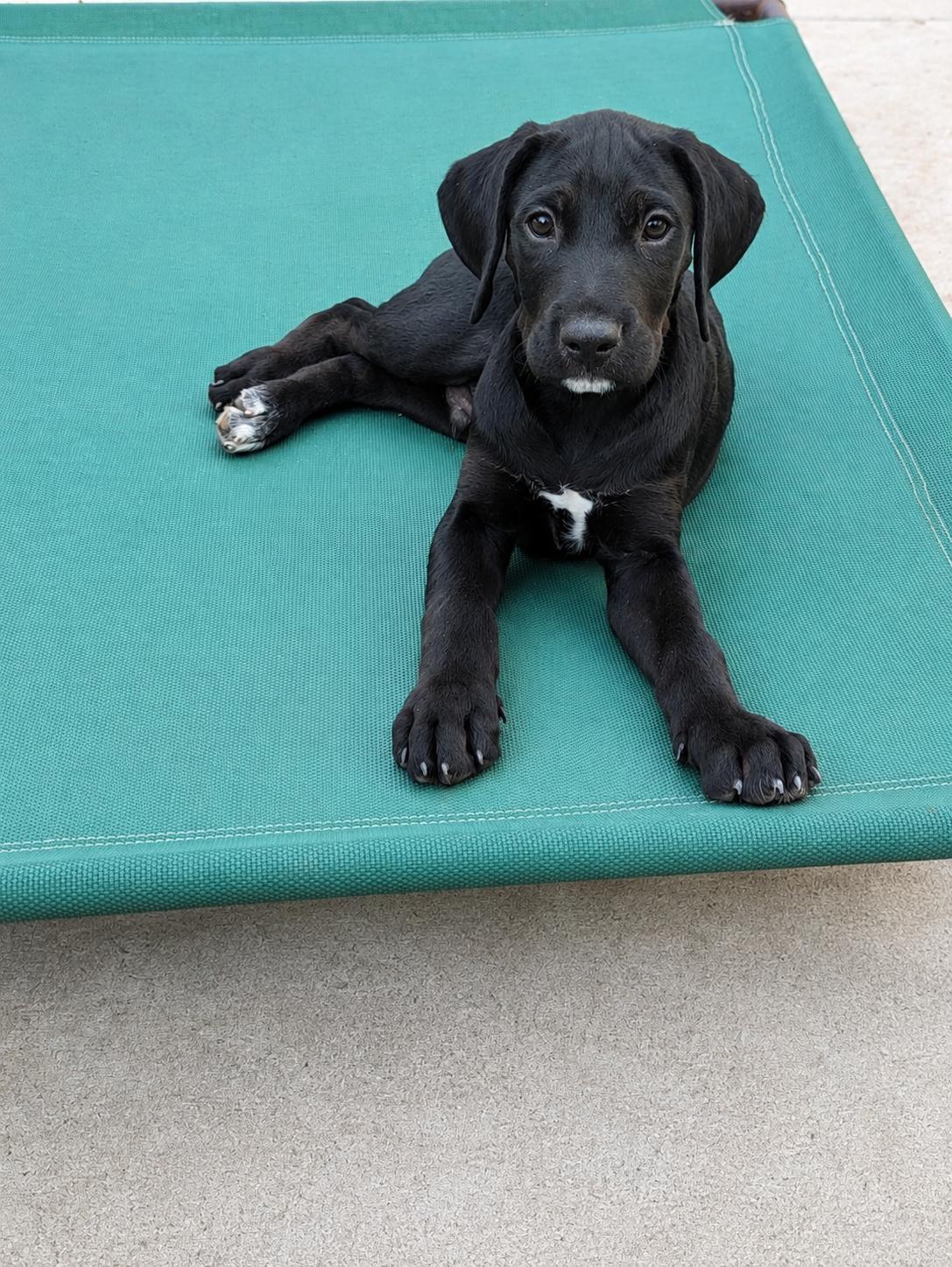 Bowie, a ADOPTABLE mixed breed in Grand Rapids, MI image 3/3