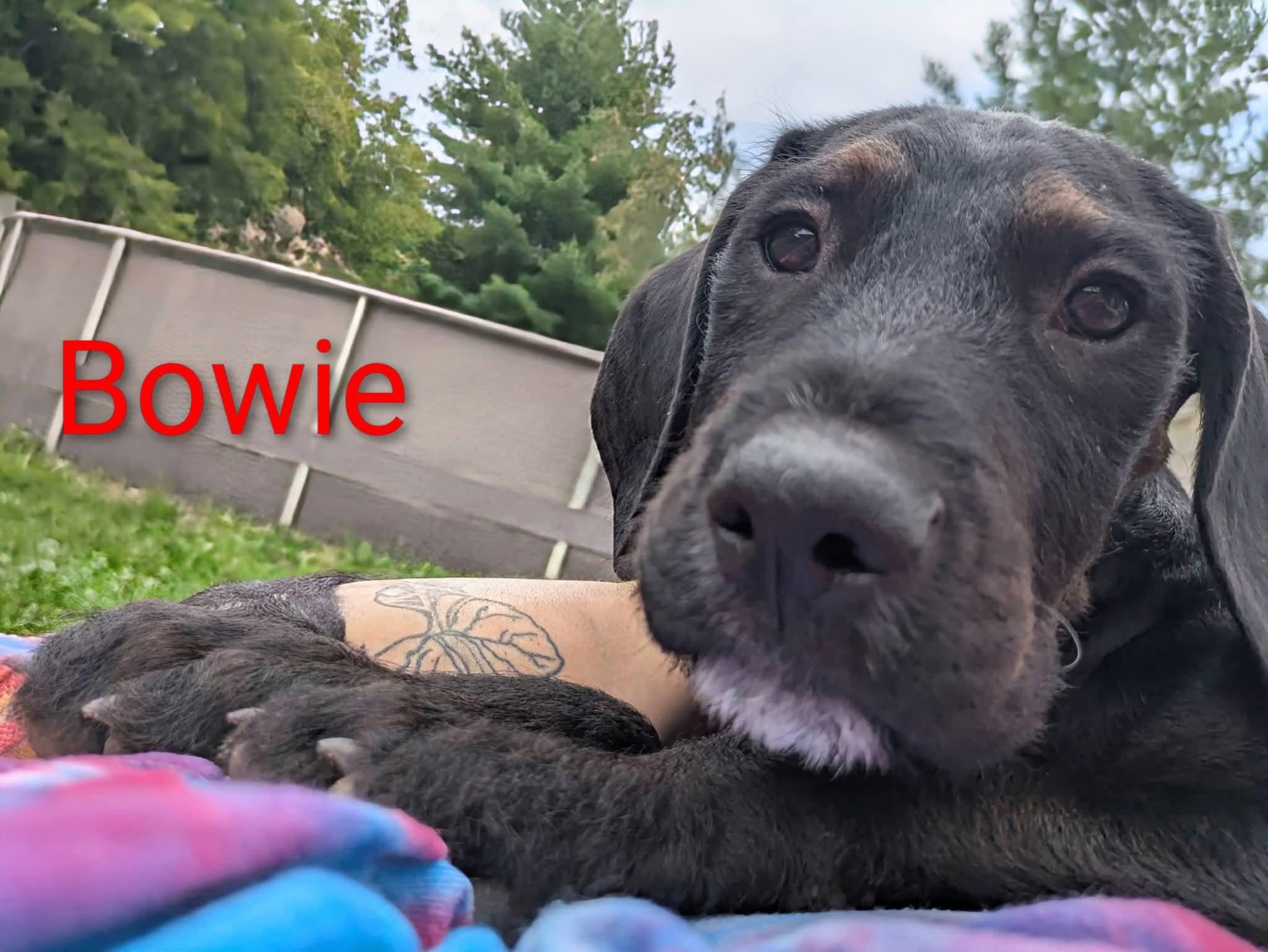 Bowie, a ADOPTABLE mixed breed in Grand Rapids, MI image 2/3