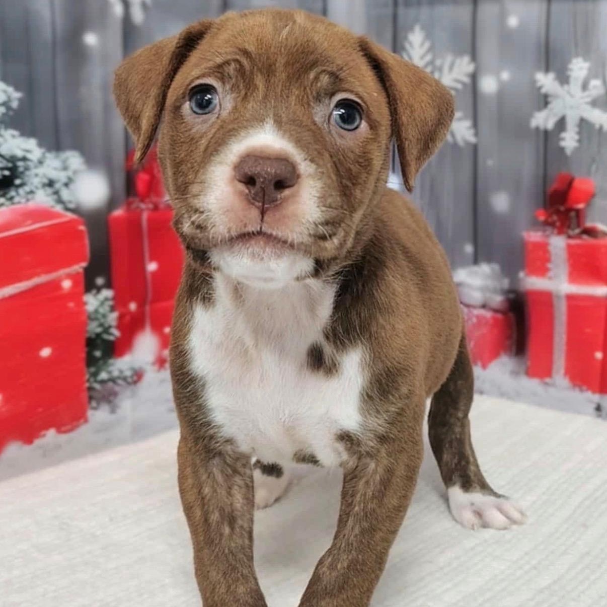 Sayge, Adoptable, Puppy Female Pit Bull Terrier & Chocolate Labrador Retriever.