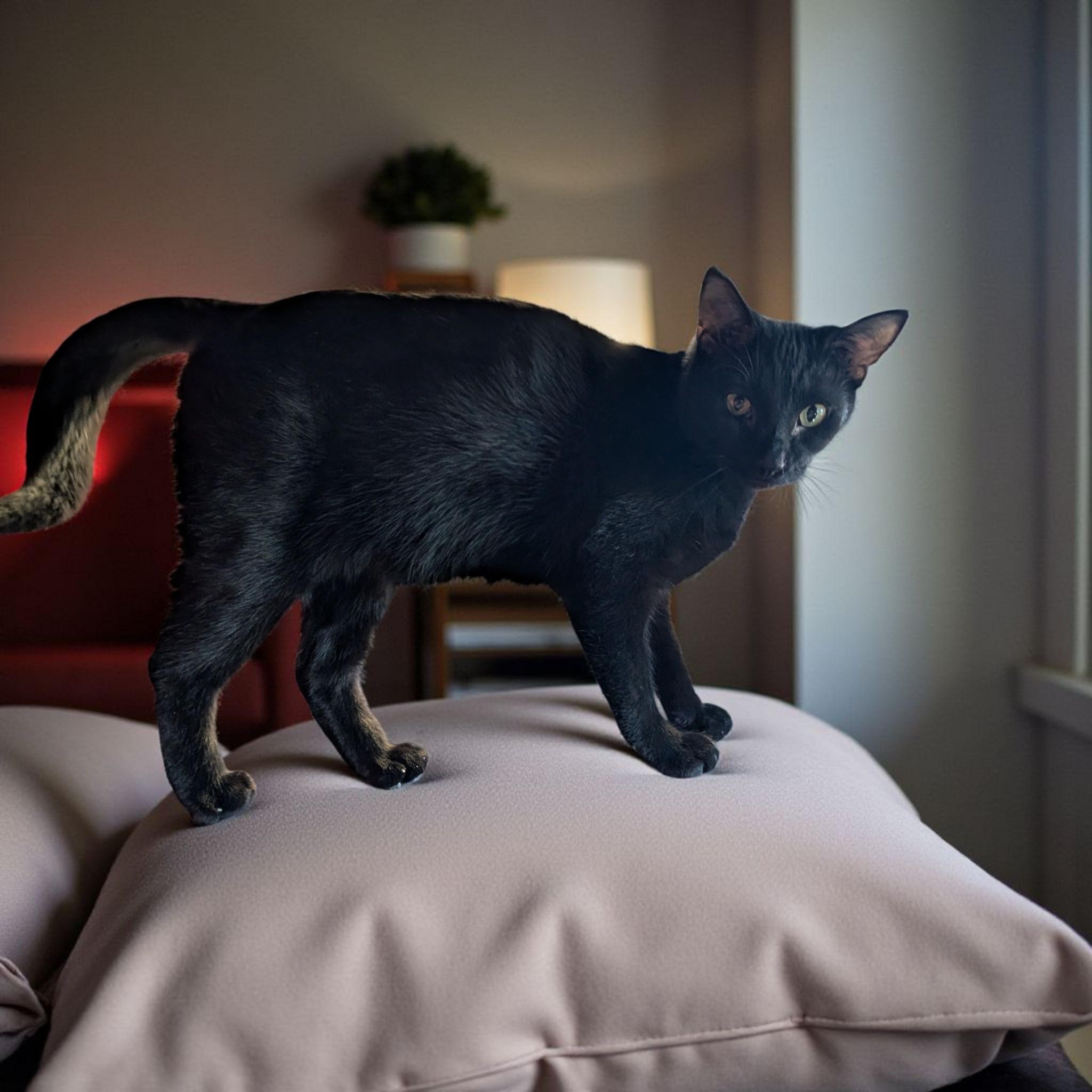 Ranger (Barn cat/Not Feral) — thumbnail 2