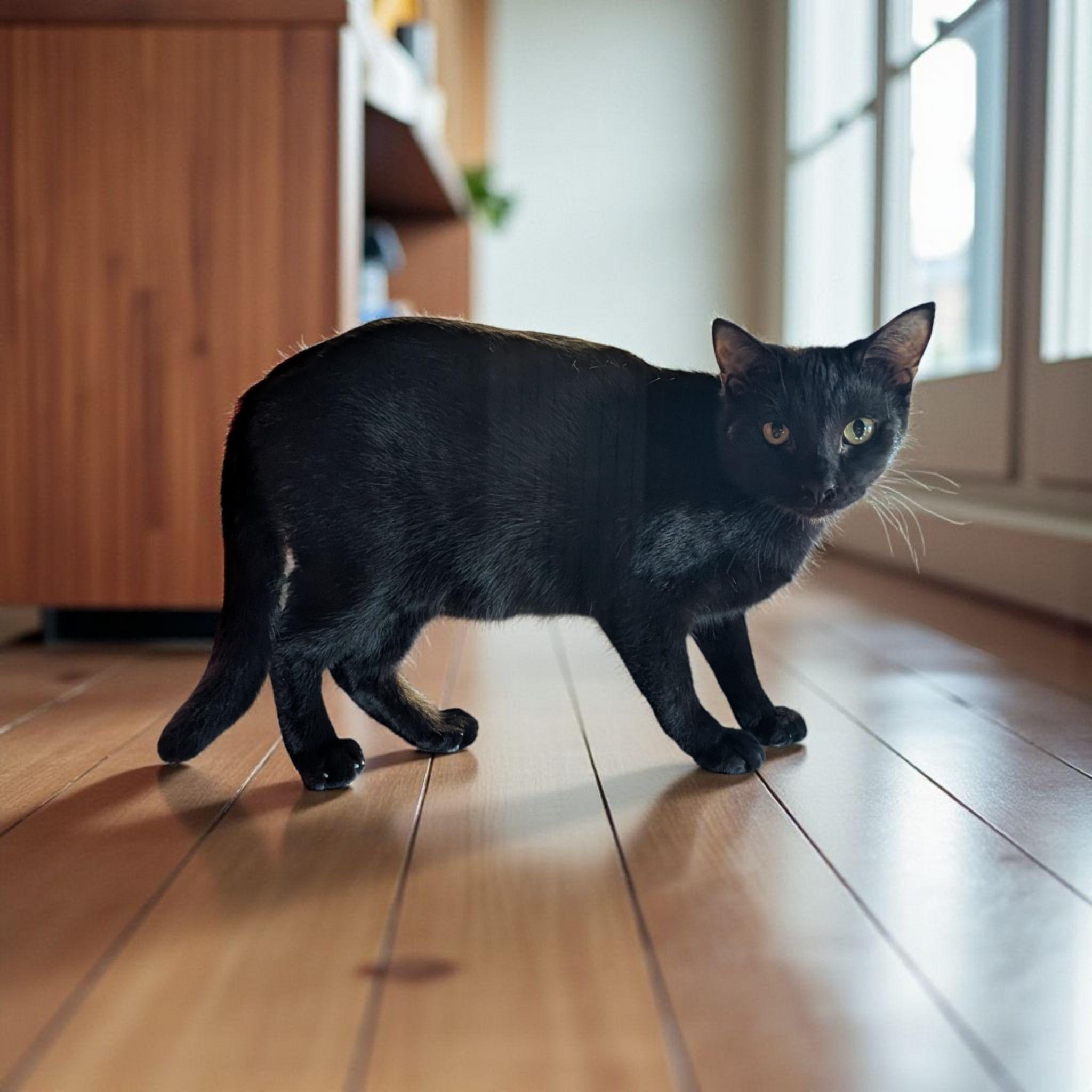 Ranger (Barn cat/Not Feral) — thumbnail 3