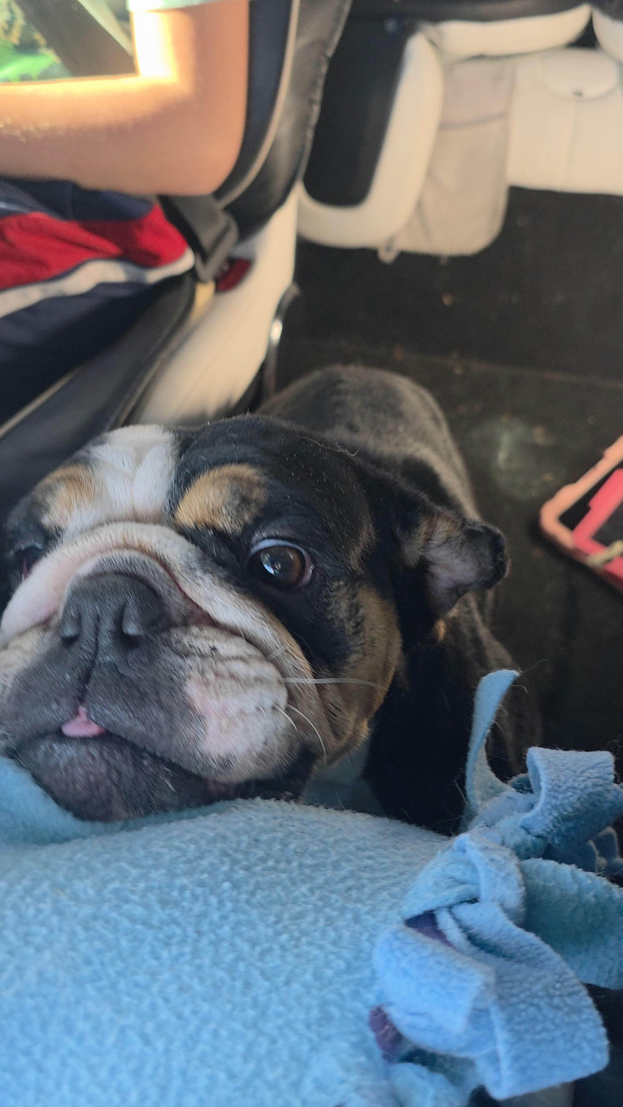 Enlarge Cuddles, a Adopted English Bulldog in Ione, CA image 3/6