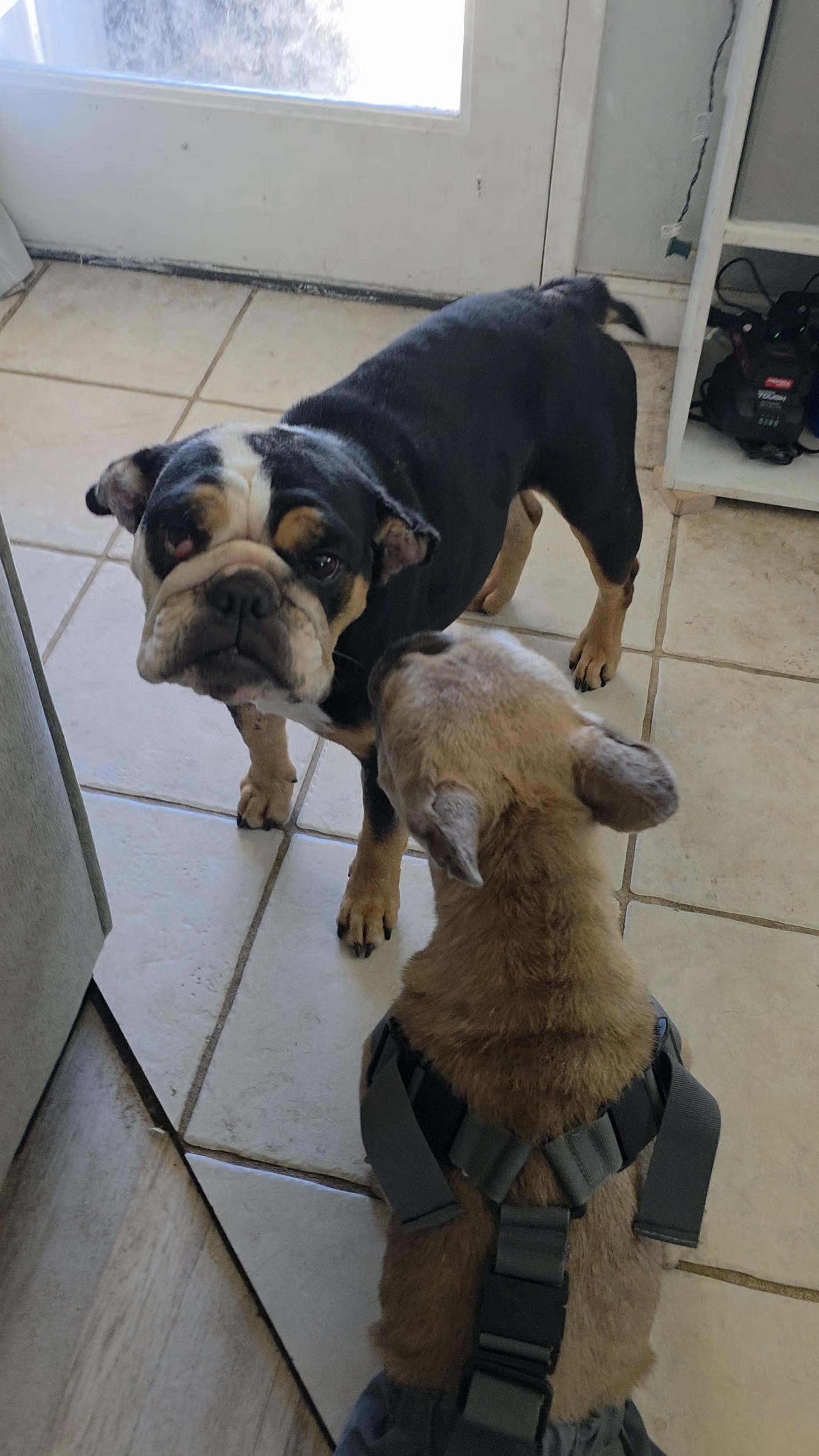 Enlarge Cuddles, a Adopted English Bulldog in Ione, CA image 6/6