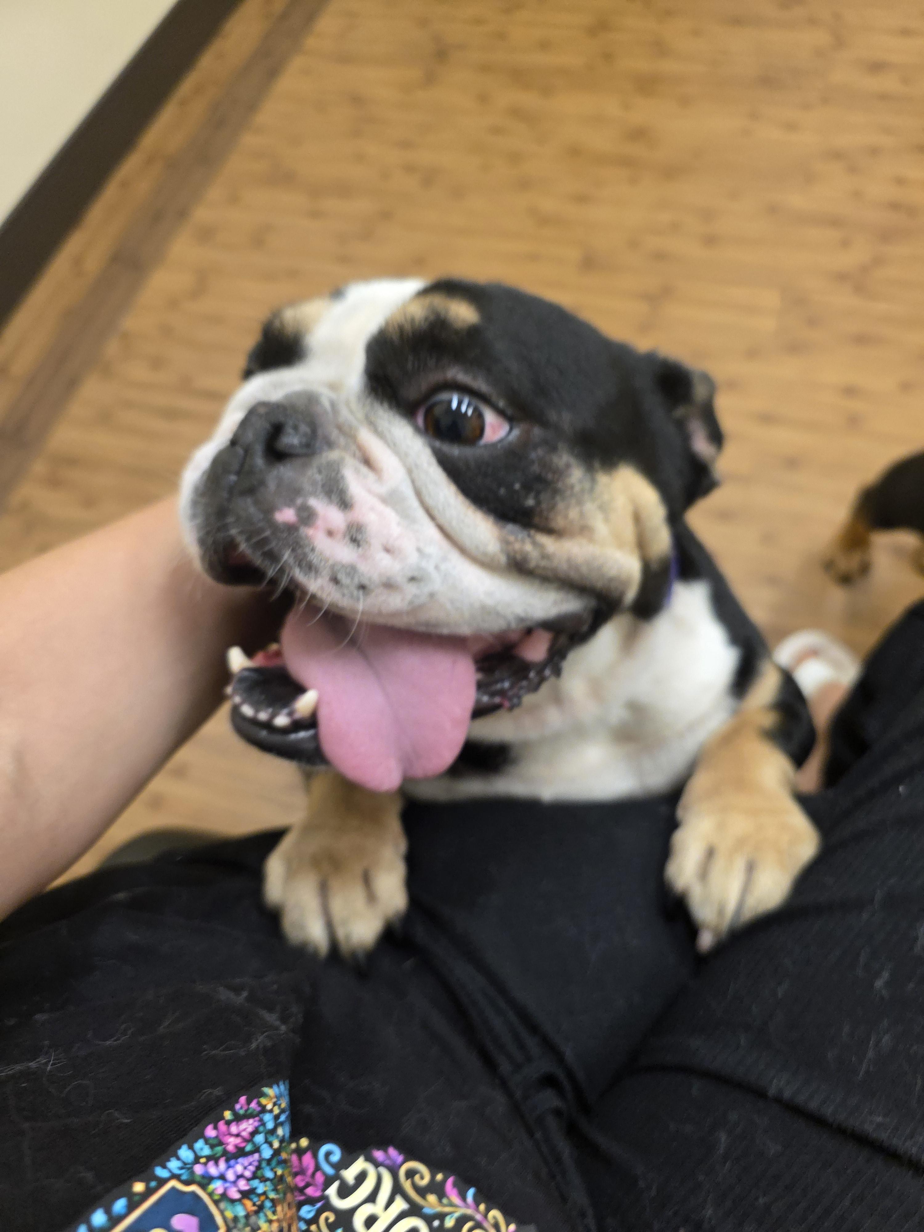 Cuddles, Adopted, Young Female English Bulldog.