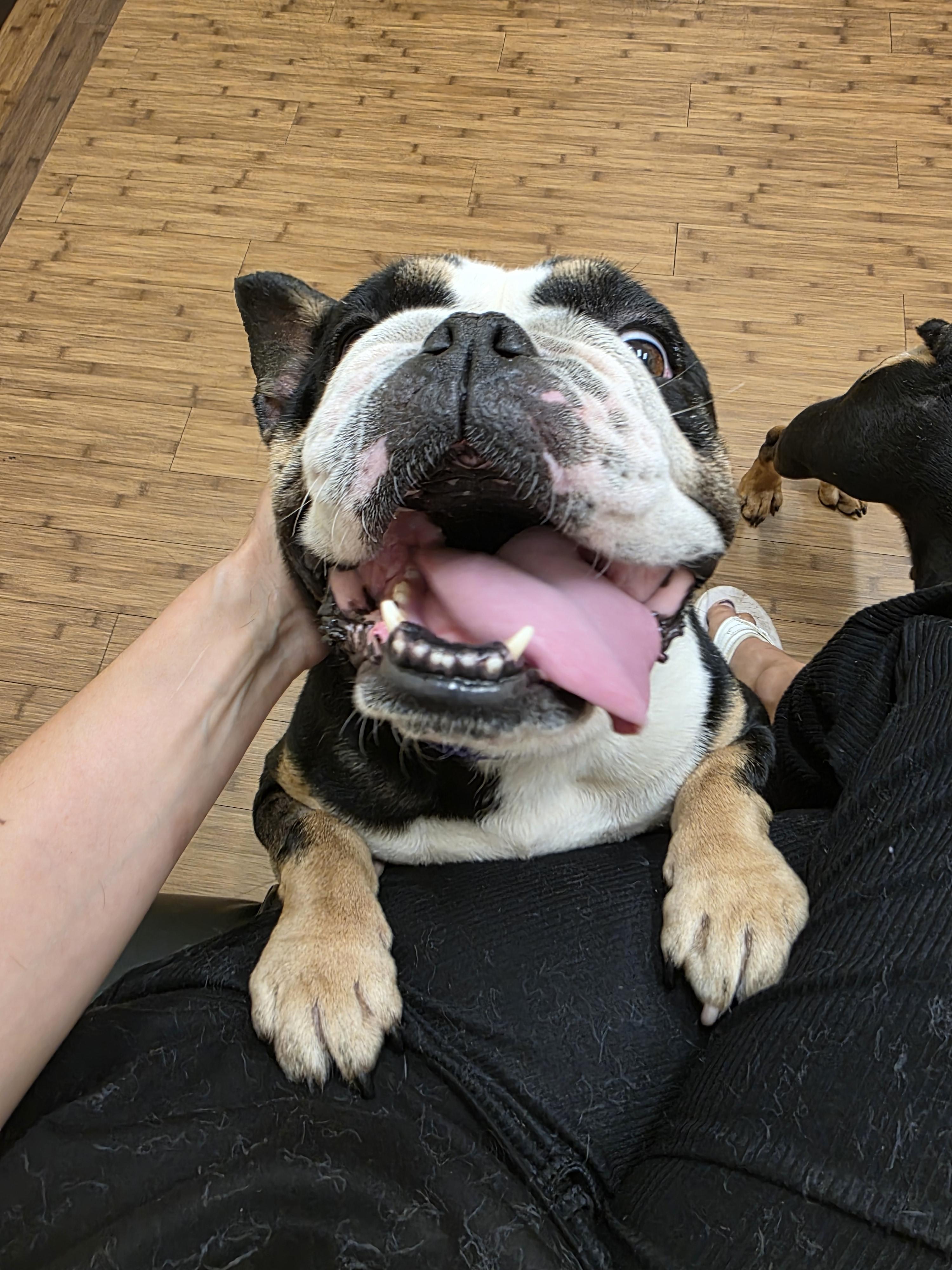 Enlarge Cuddles, a Adopted English Bulldog in Ione, CA image 4/6