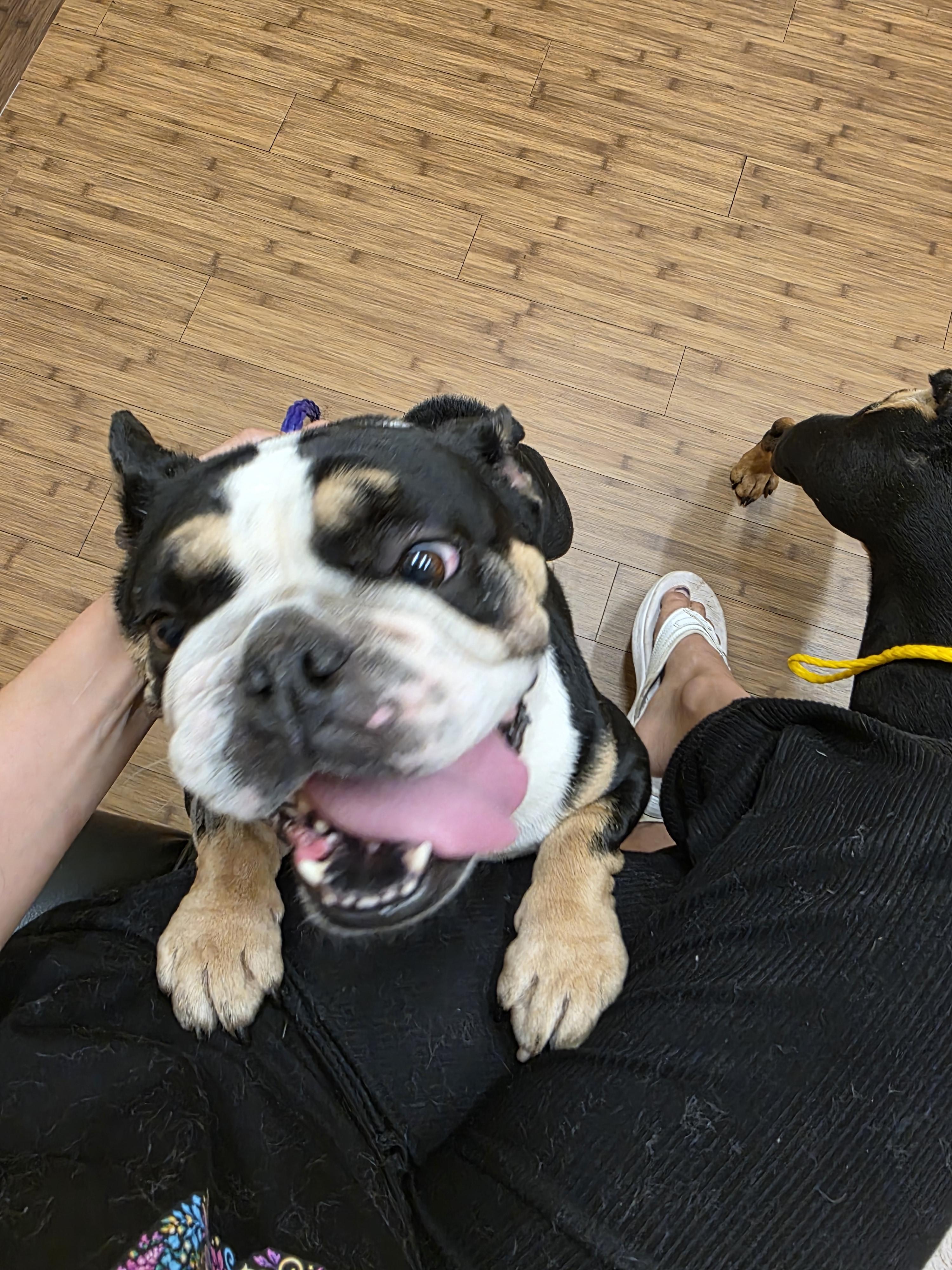 Enlarge Cuddles, a Adopted English Bulldog in Ione, CA image 2/6