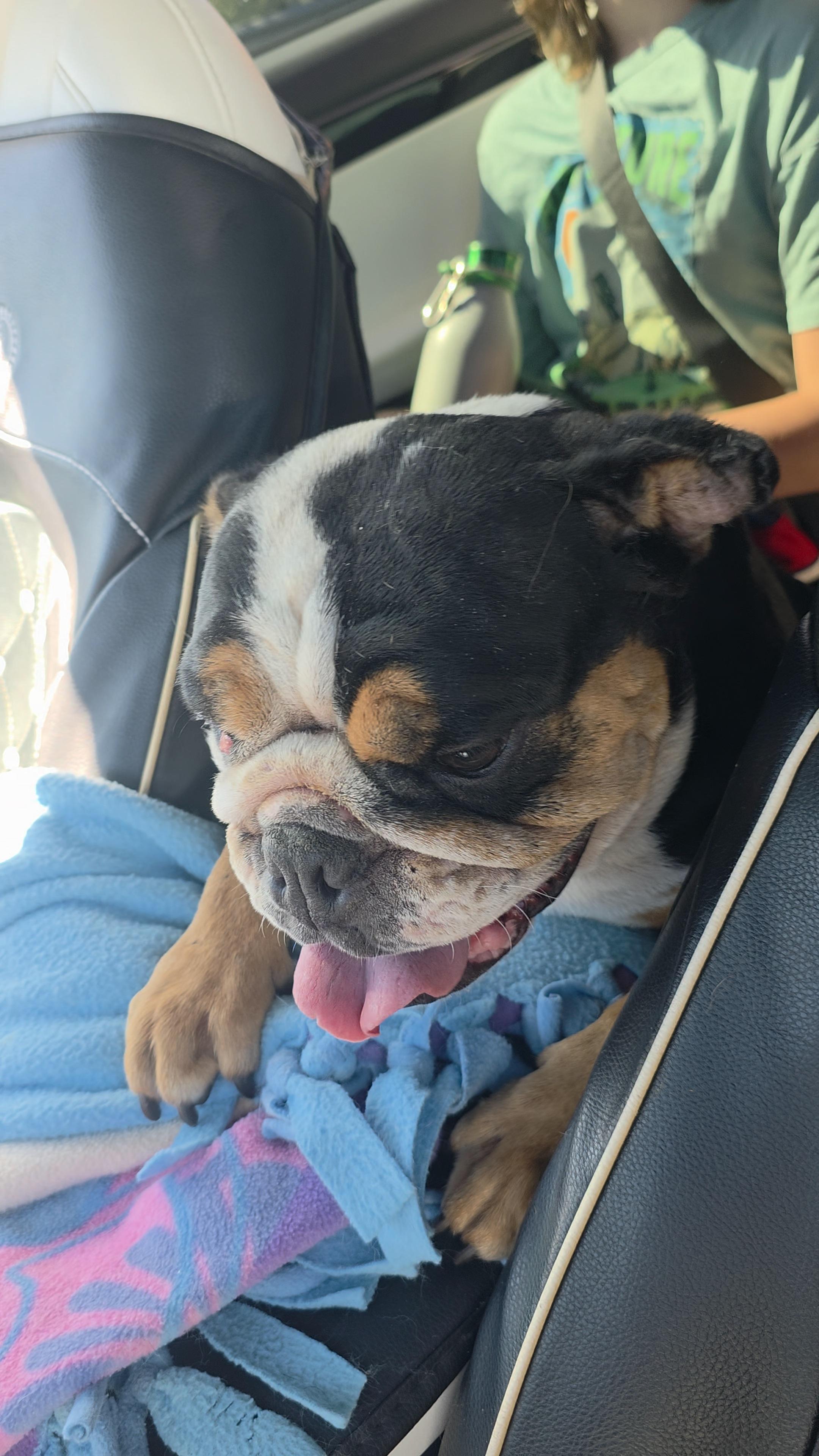 Enlarge Cuddles, a Adopted English Bulldog in Ione, CA image 5/6