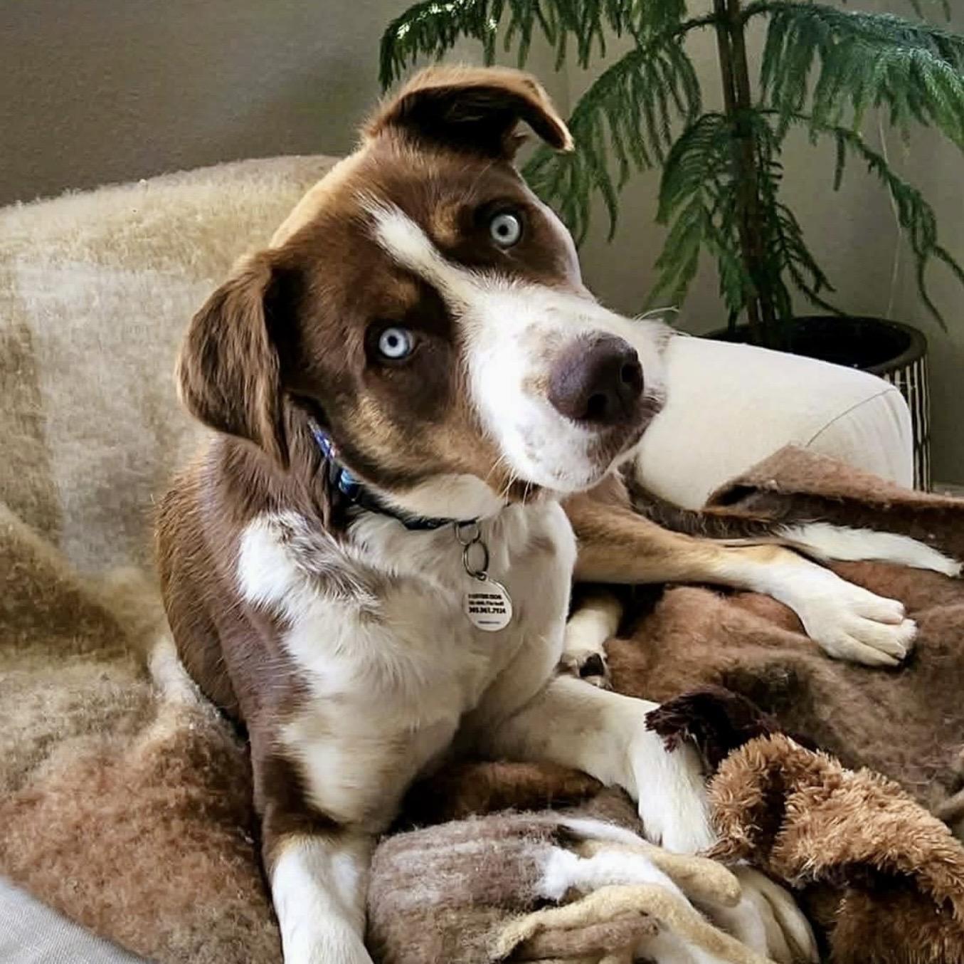 Lucy, ADOPTABLE, Young Female Australian Shepherd & Mixed Breed.