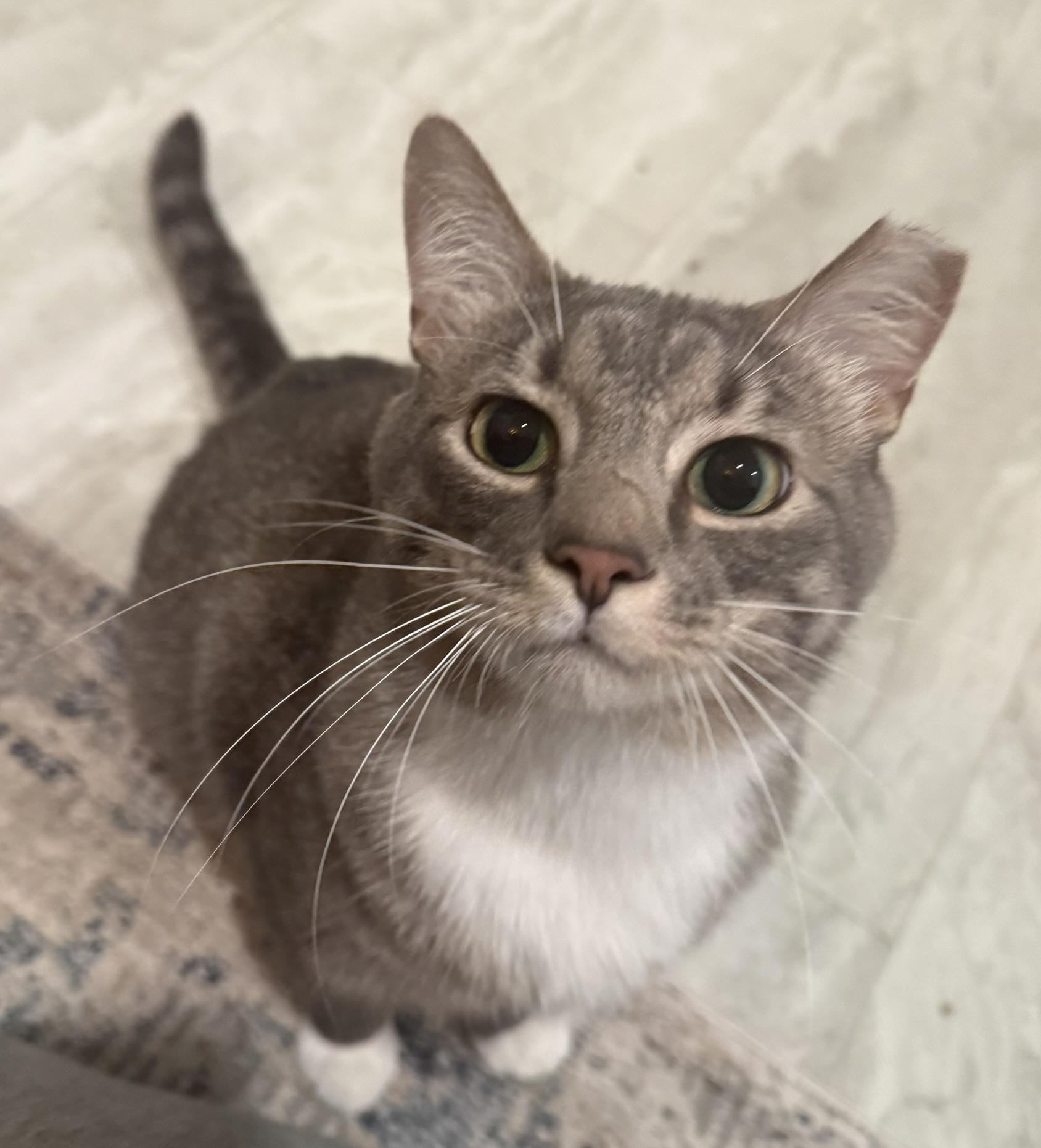 Frankie, a ADOPTABLE Domestic Short Hair in CANONSBURG, PA image 3/5