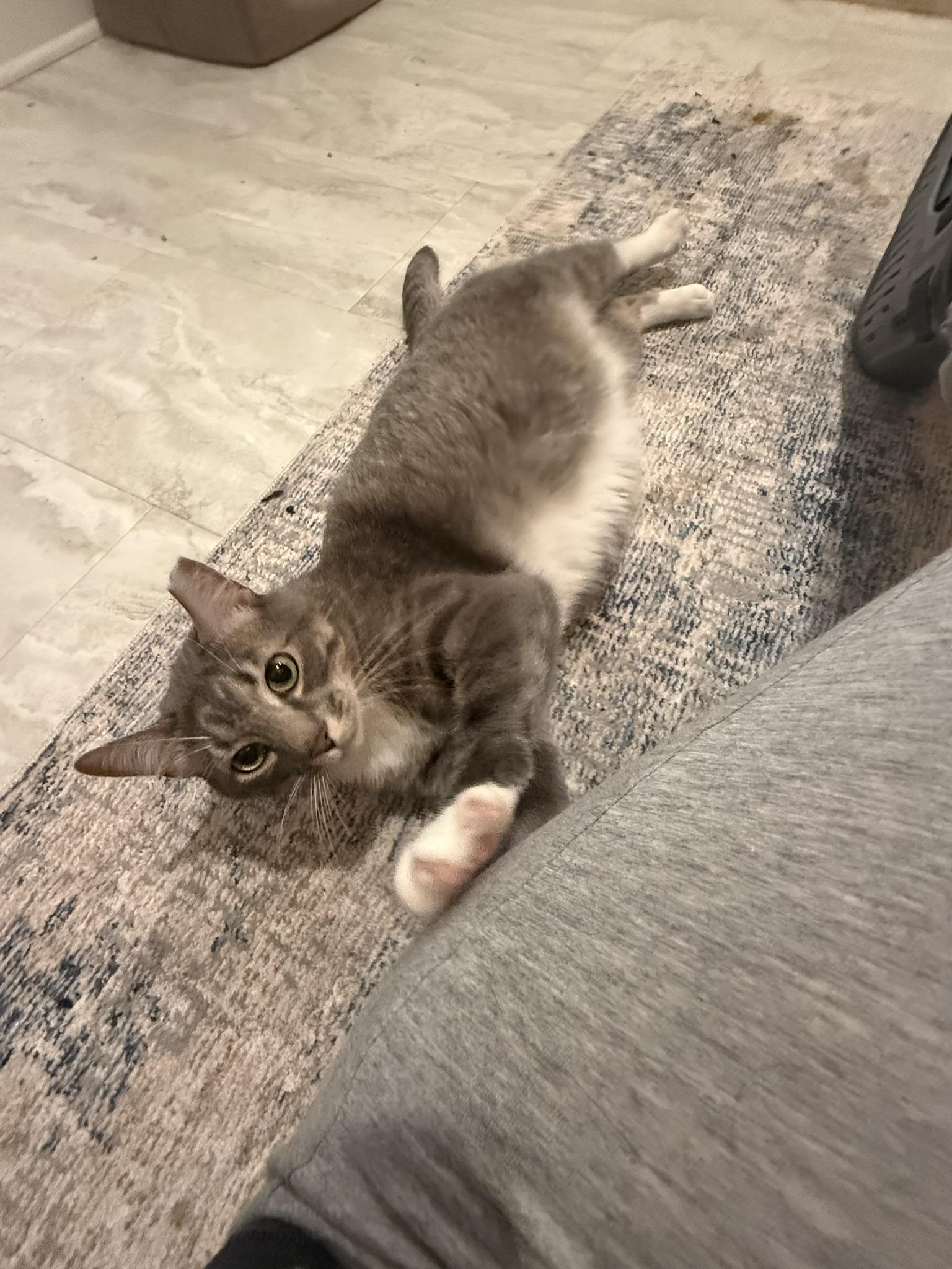 Frankie, a ADOPTABLE Domestic Short Hair in CANONSBURG, PA image 5/5