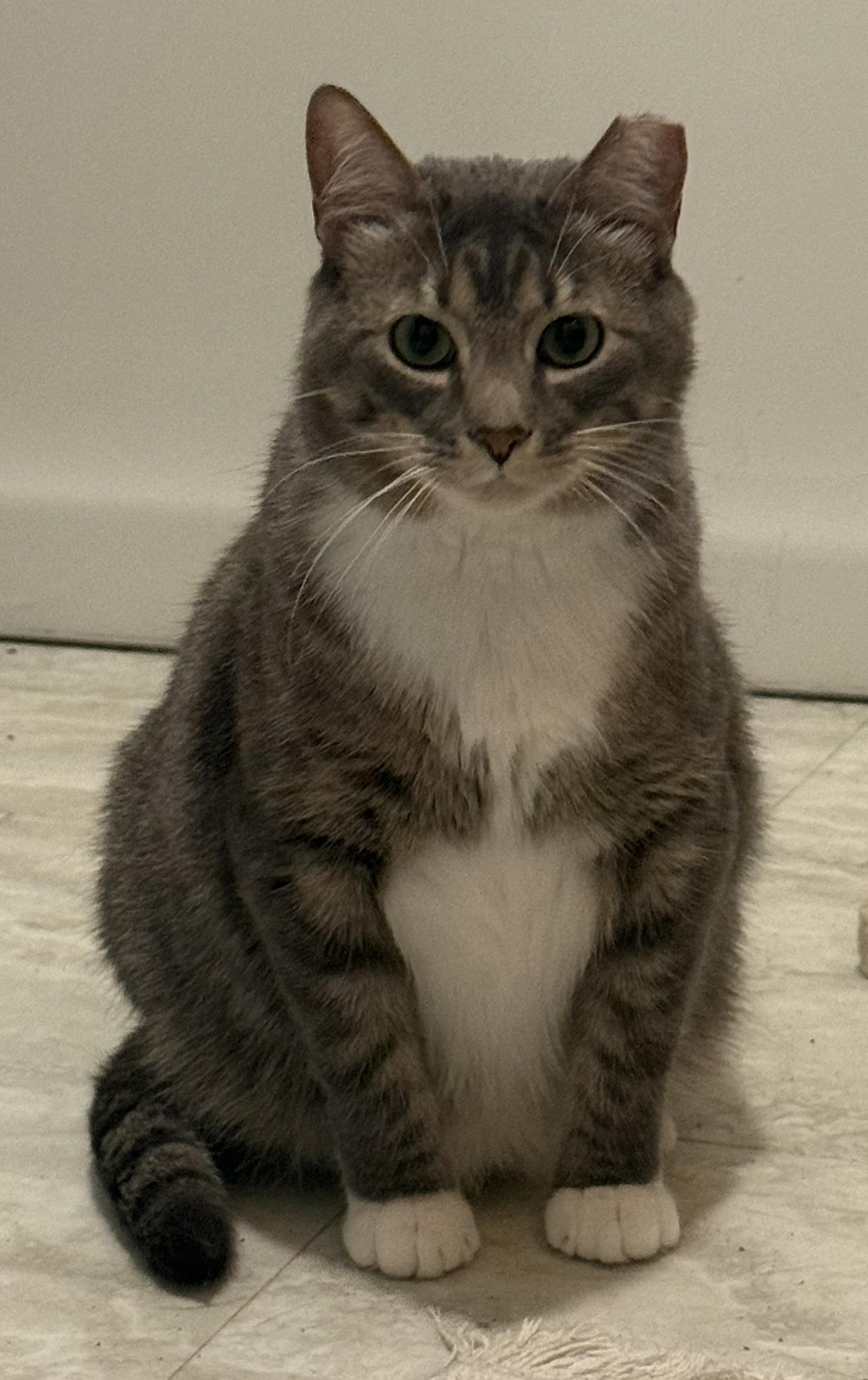 Frankie, a ADOPTABLE Domestic Short Hair in CANONSBURG, PA image 4/5