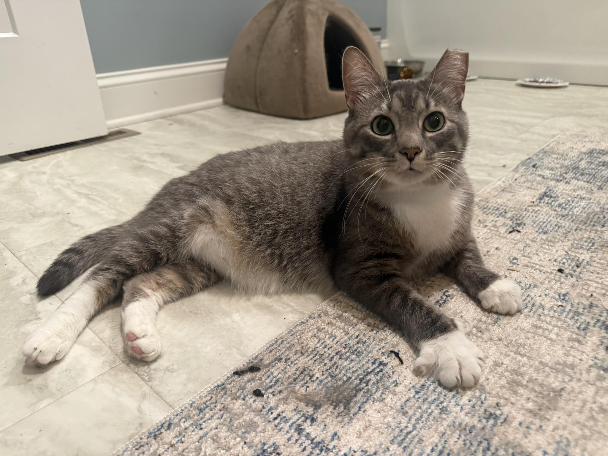 Frankie, a ADOPTABLE Domestic Short Hair in CANONSBURG, PA image 1/5