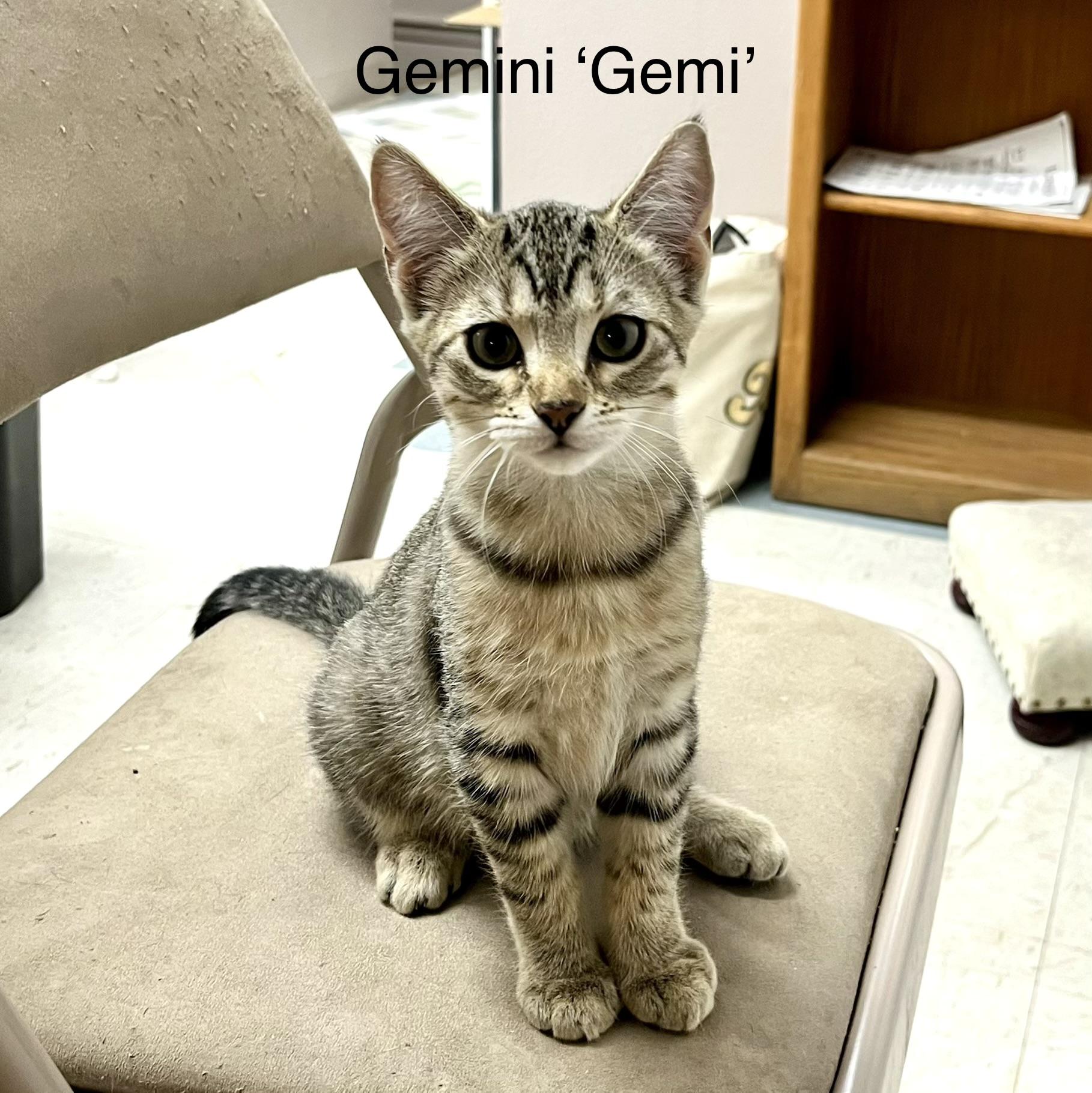 Enlarge Gemini, a ADOPTABLE Domestic Short Hair in Roswell, NM image 1/1