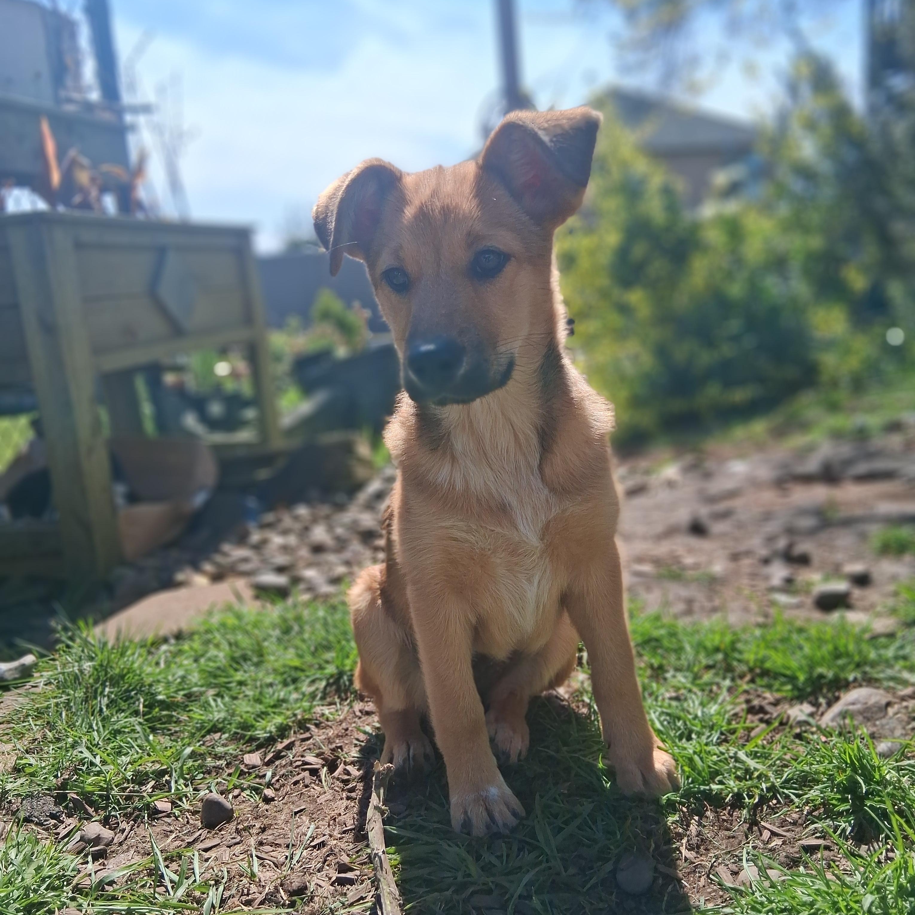 Rain, Adoptable, Puppy Female German Shepherd Dog & Husky.