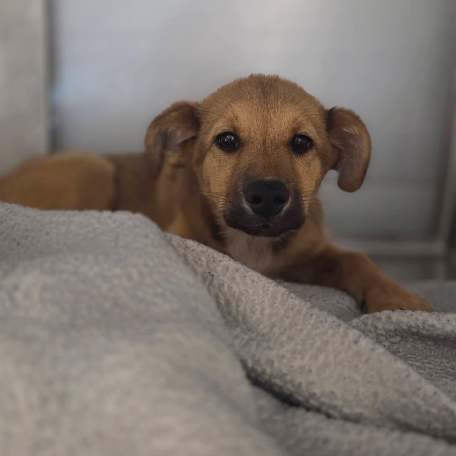 Enlarge Rain, a Adoptable mixed breed in Lincoln City, CA image 2/5