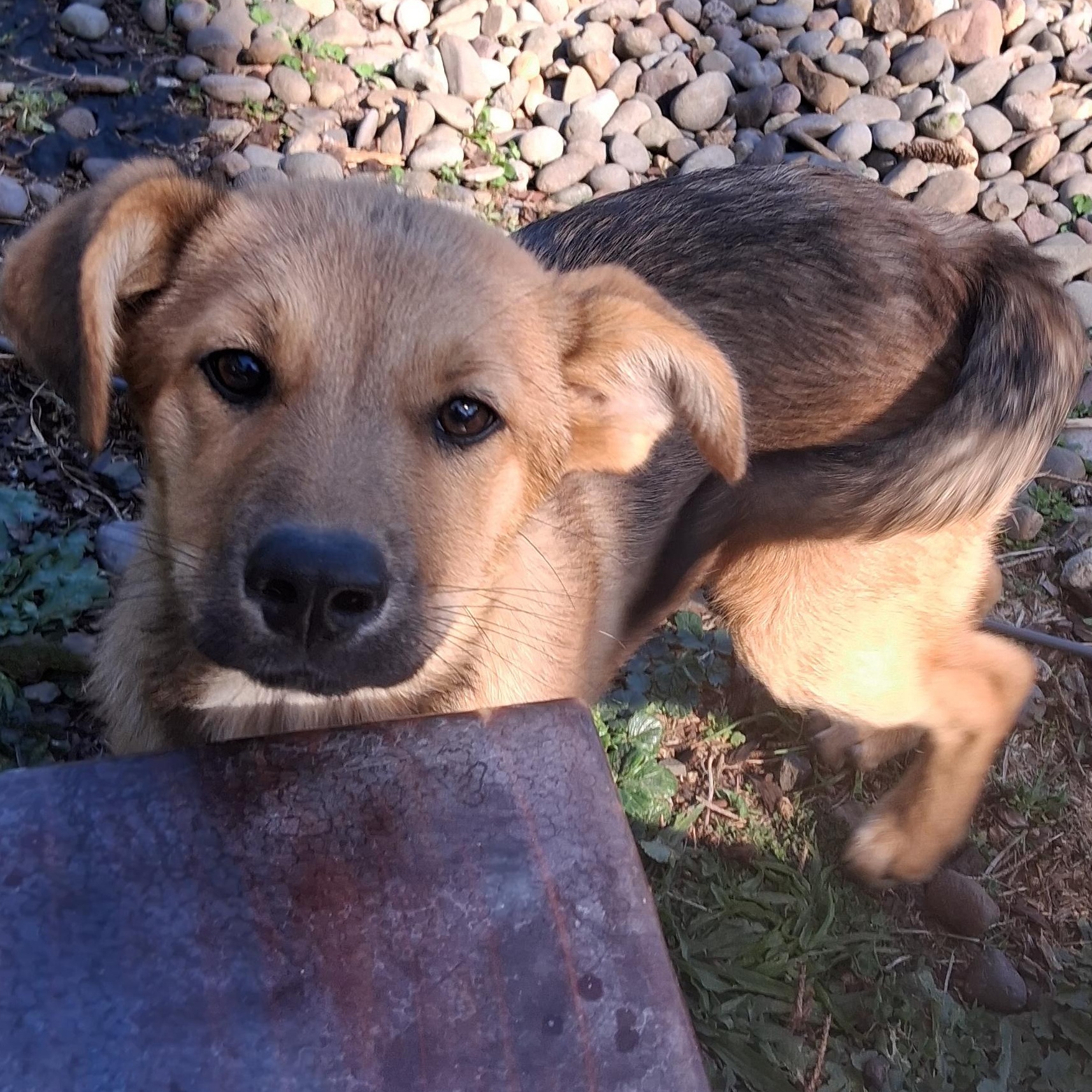Enlarge Rain, a Adoptable mixed breed in Lincoln City, CA image 3/5