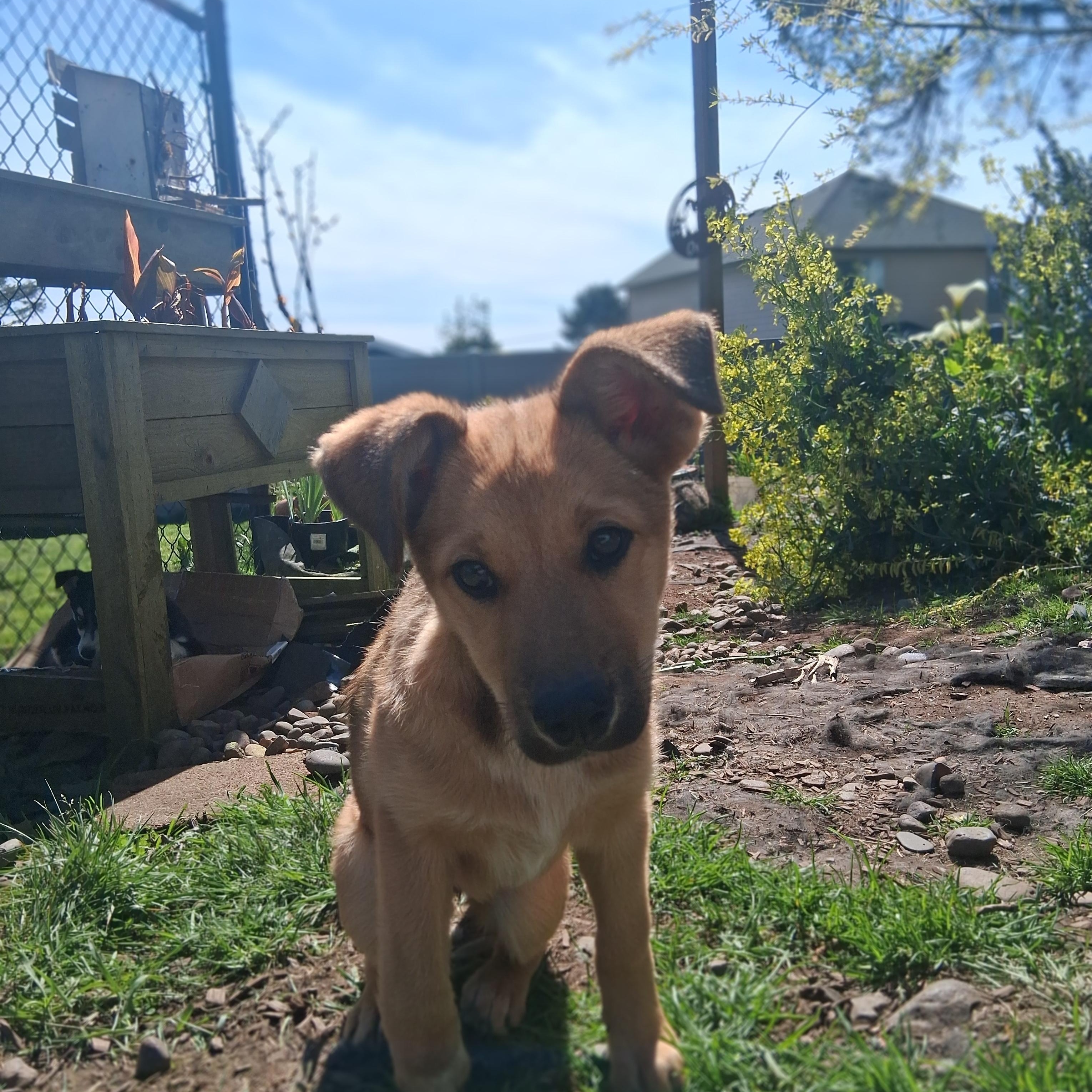 Enlarge Rain, a Adoptable mixed breed in Lincoln City, CA image 4/5