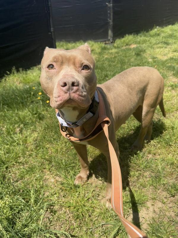 Lilac, Adoptable, Adult Female Pit Bull Terrier.