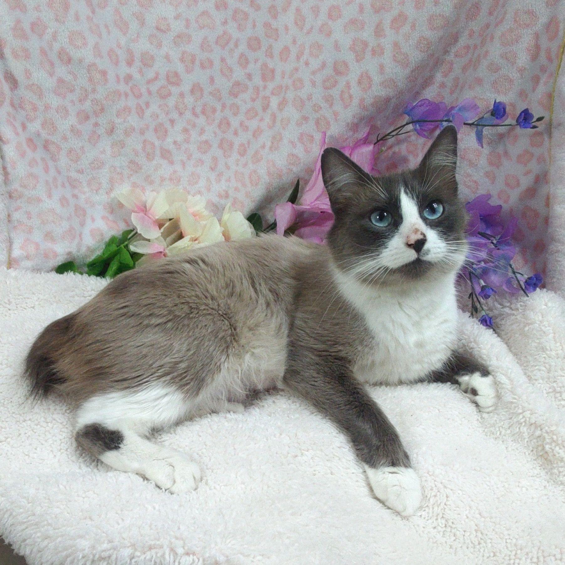 Isabella, ADOPTABLE, Young Female Manx & Snowshoe.