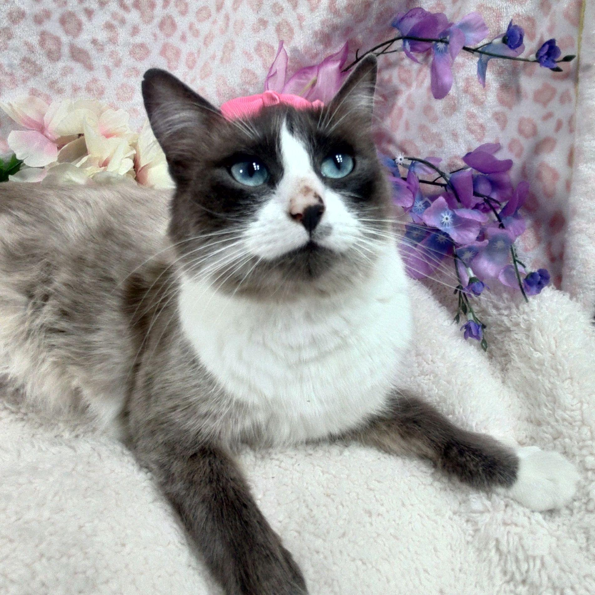 Enlarge Isabella, a ADOPTABLE mixed breed in Lake Oswego, OR image 2/2
