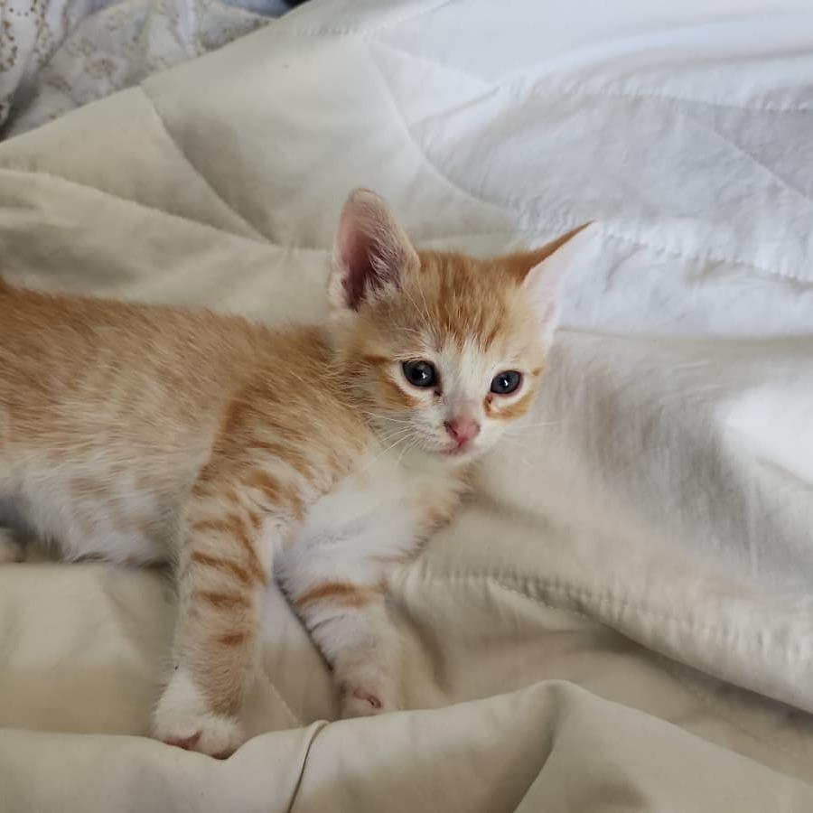 Elvis, Adoptable, Kitten Male Domestic Short Hair.