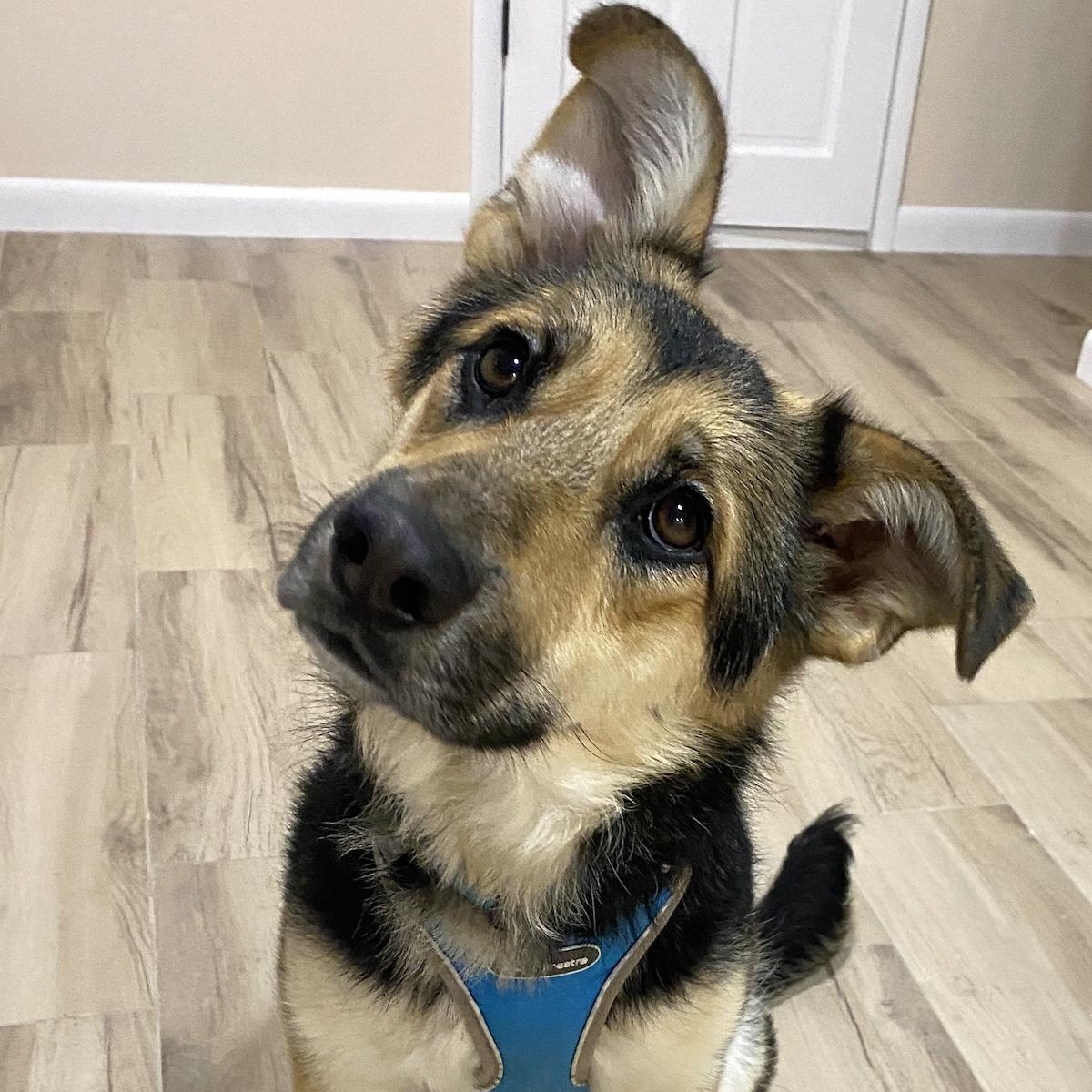 Torrie, Adoptable, Young Female Shepherd & Border Collie.