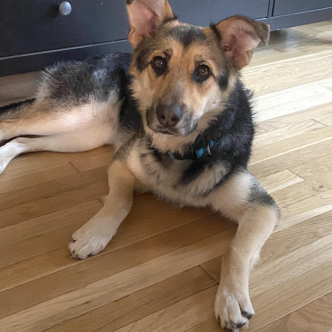 Enlarge Torrie, a Adoptable mixed breed in Morristown, NJ image 3/6