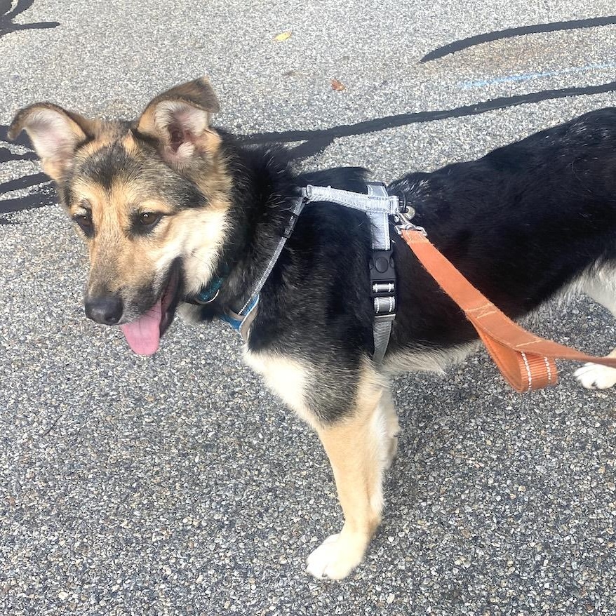 Enlarge Torrie, a Adoptable mixed breed in Morristown, NJ image 4/6