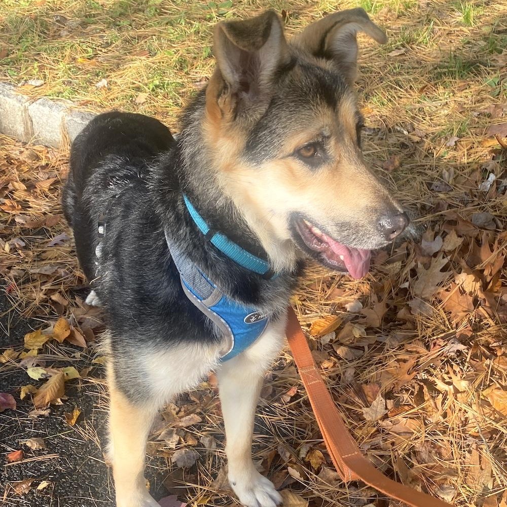 Enlarge Torrie, a Adoptable mixed breed in Morristown, NJ image 6/6