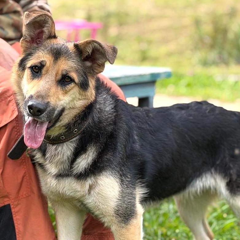 Enlarge Torrie, a Adoptable mixed breed in Morristown, NJ image 2/6