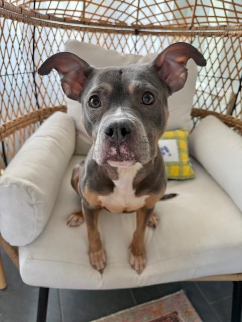 PARIS, Adoptable, Young Female Pit Bull Terrier & Mixed Breed.