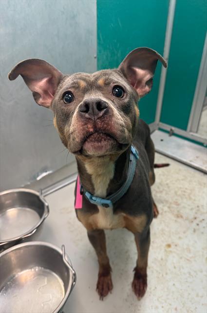 PARIS, Adoptable, Young Female Pit Bull Terrier & Mixed Breed.