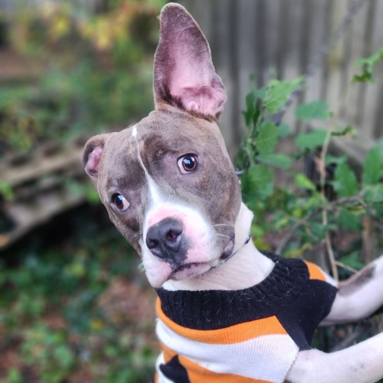 Sparrow (in foster), a other mixed breed in Petersburg, VA image 4/6